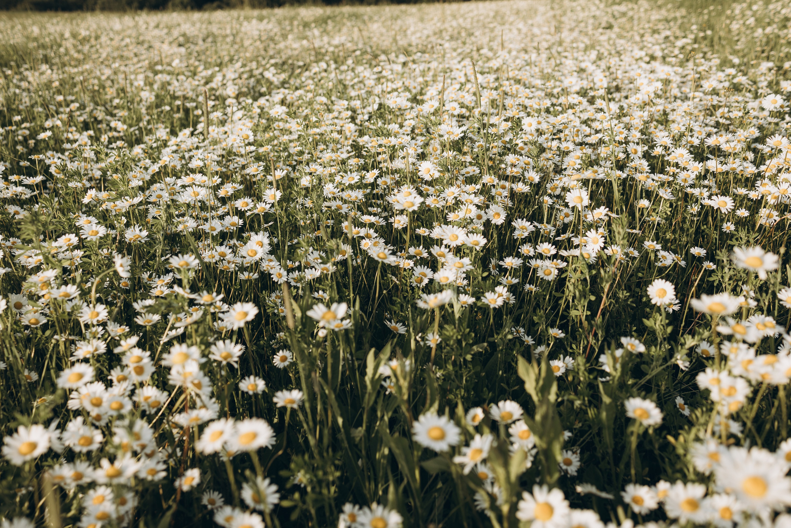 Маша и ромашки. Семейный фотограф в Москве Виктория Ястребинская
