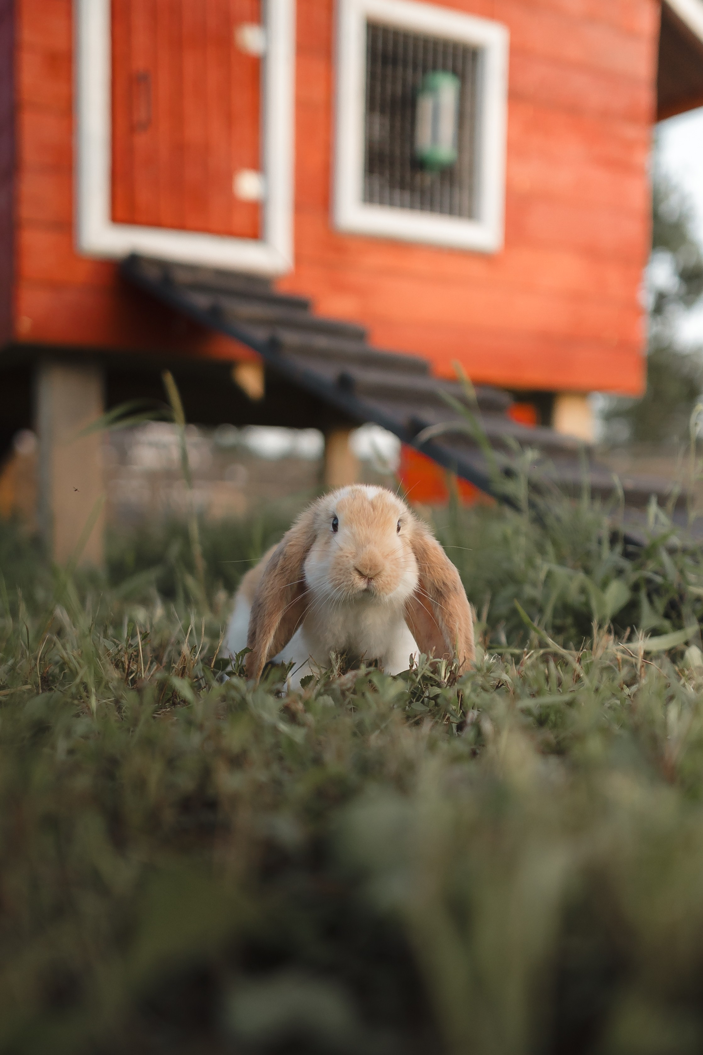 Приморские Альпаки. Портретный фотограф во Владивостоке Александр Сорокин