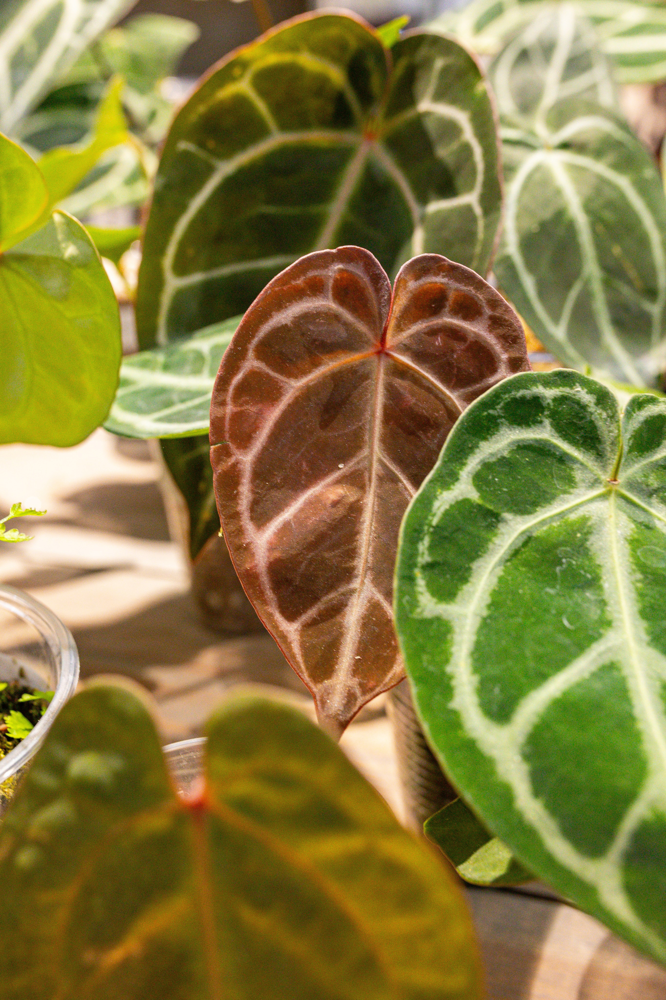 Ярмарка Green Rare 20.09.25. Александра Куликова фотограф, Москва