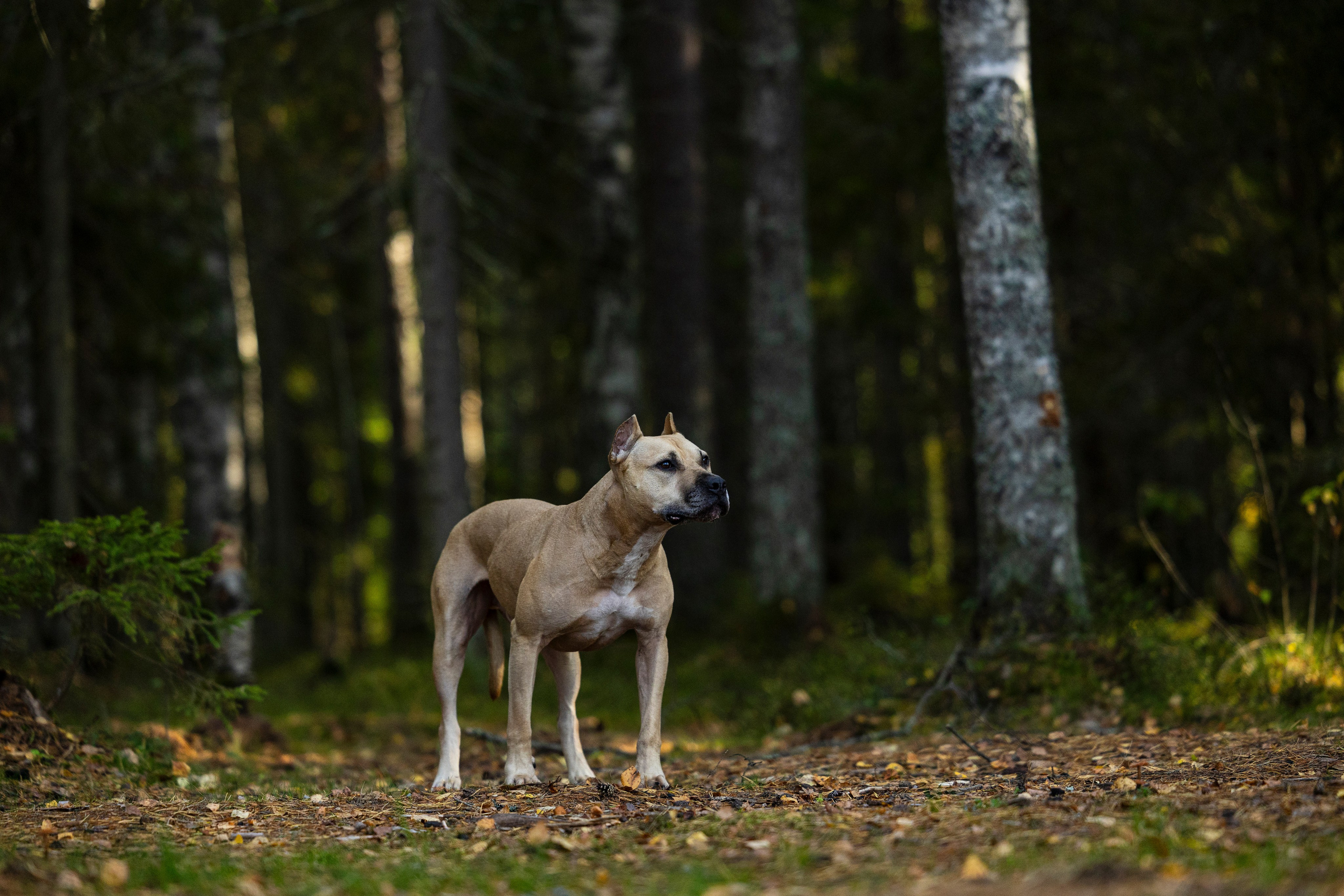 Фобос. Фотограф-анималист Анна Маринич