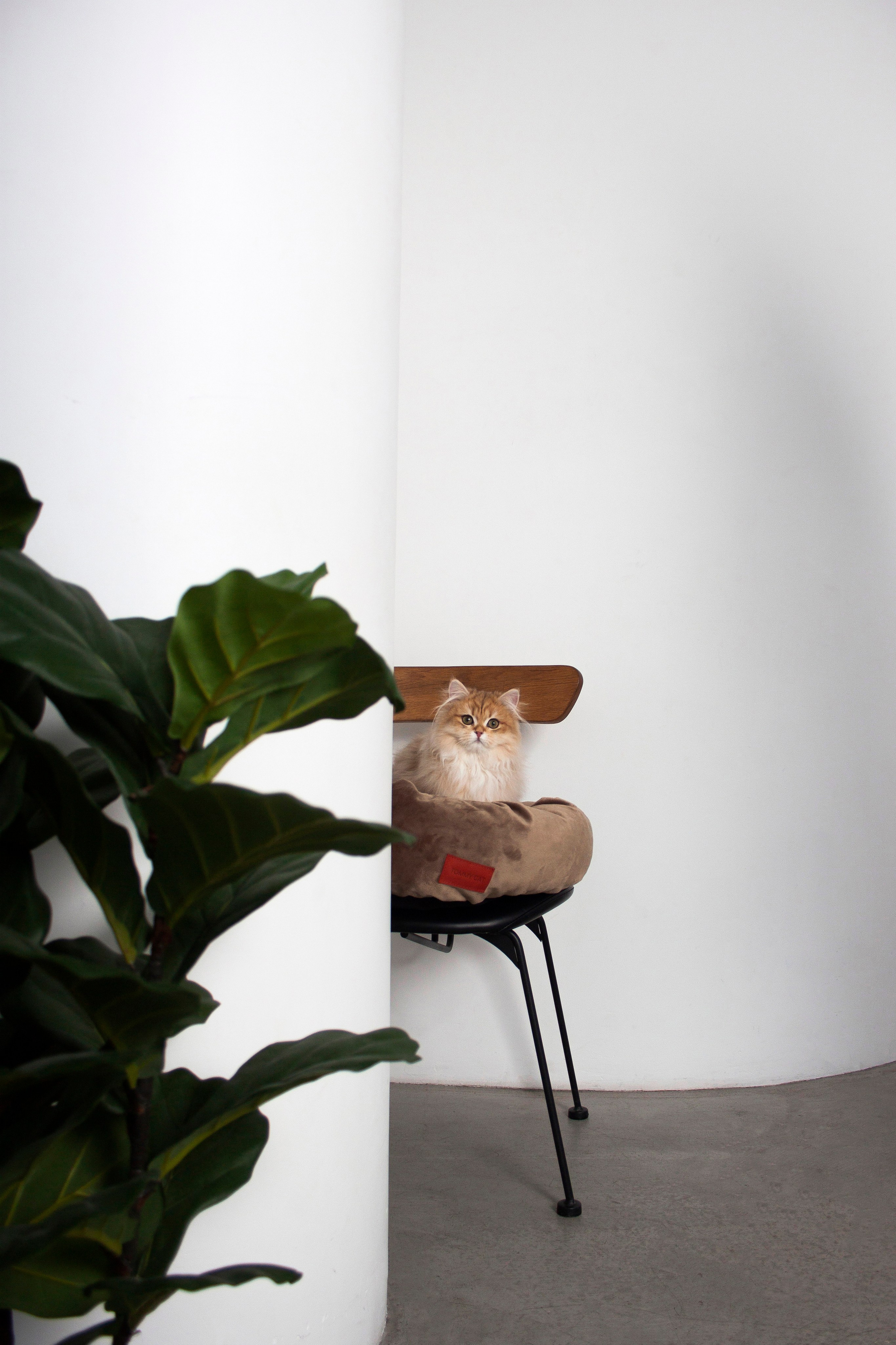 Работа с Tommy cat. Oksan_photo