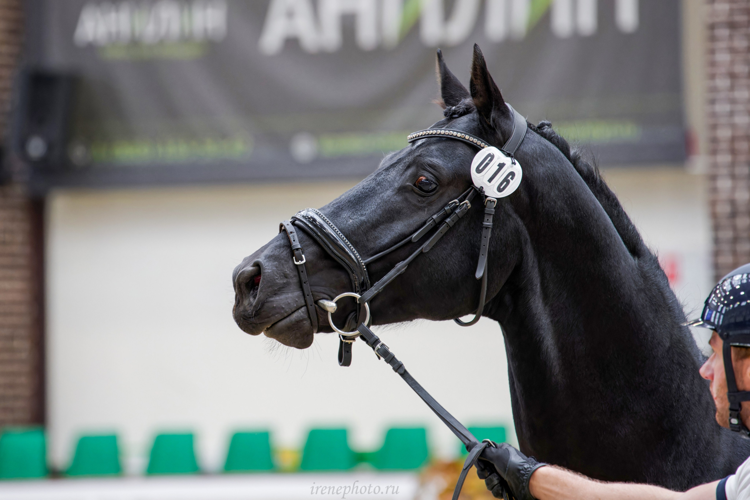 Конная Россия 2024 Оценка двигательных качеств. Irenephoto.ru