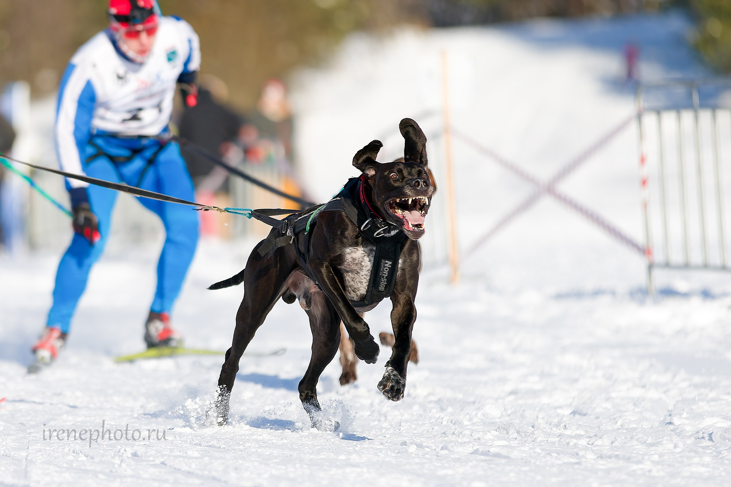 Чемпионат и Первенство Ленобласти — зима 2026. Irenephoto.ru