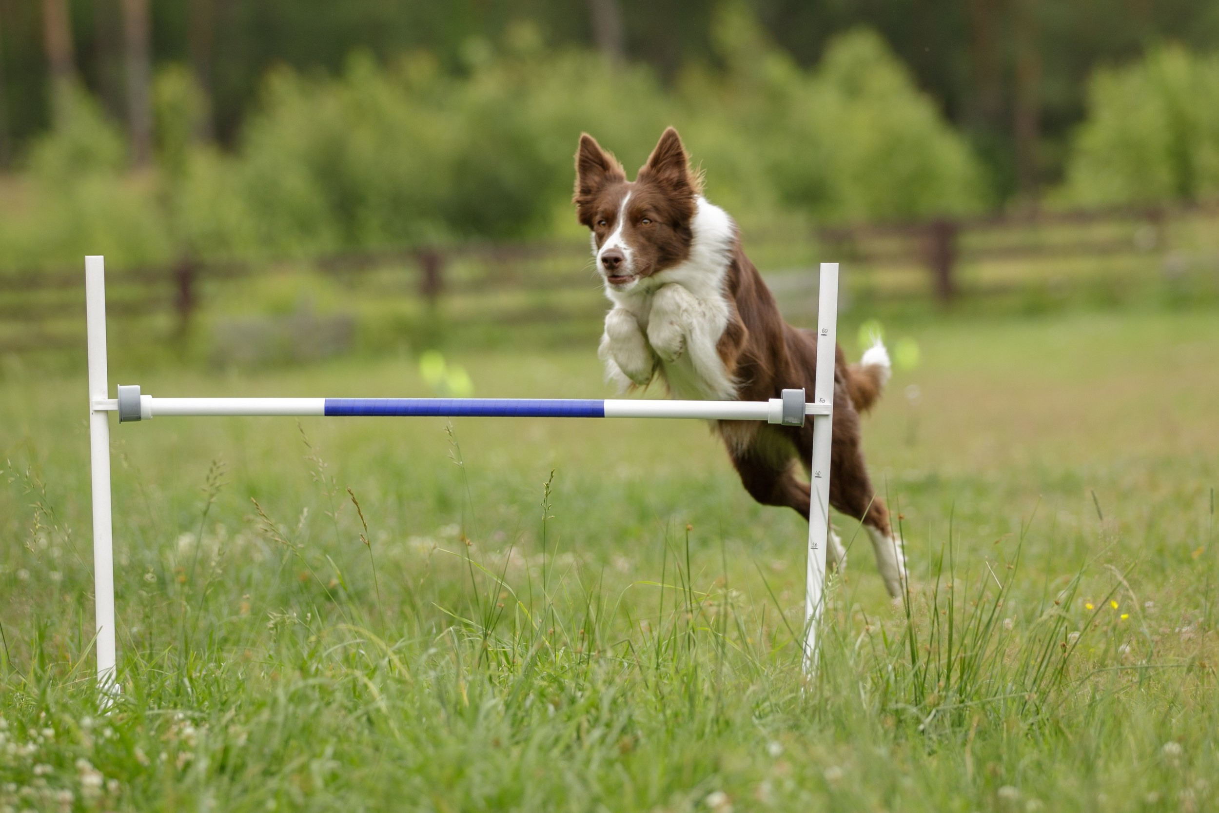 Лиза и Эни. Тренировка в лагере по обидиенс. Фотограф-анималист в Калуге Мария Шерскова