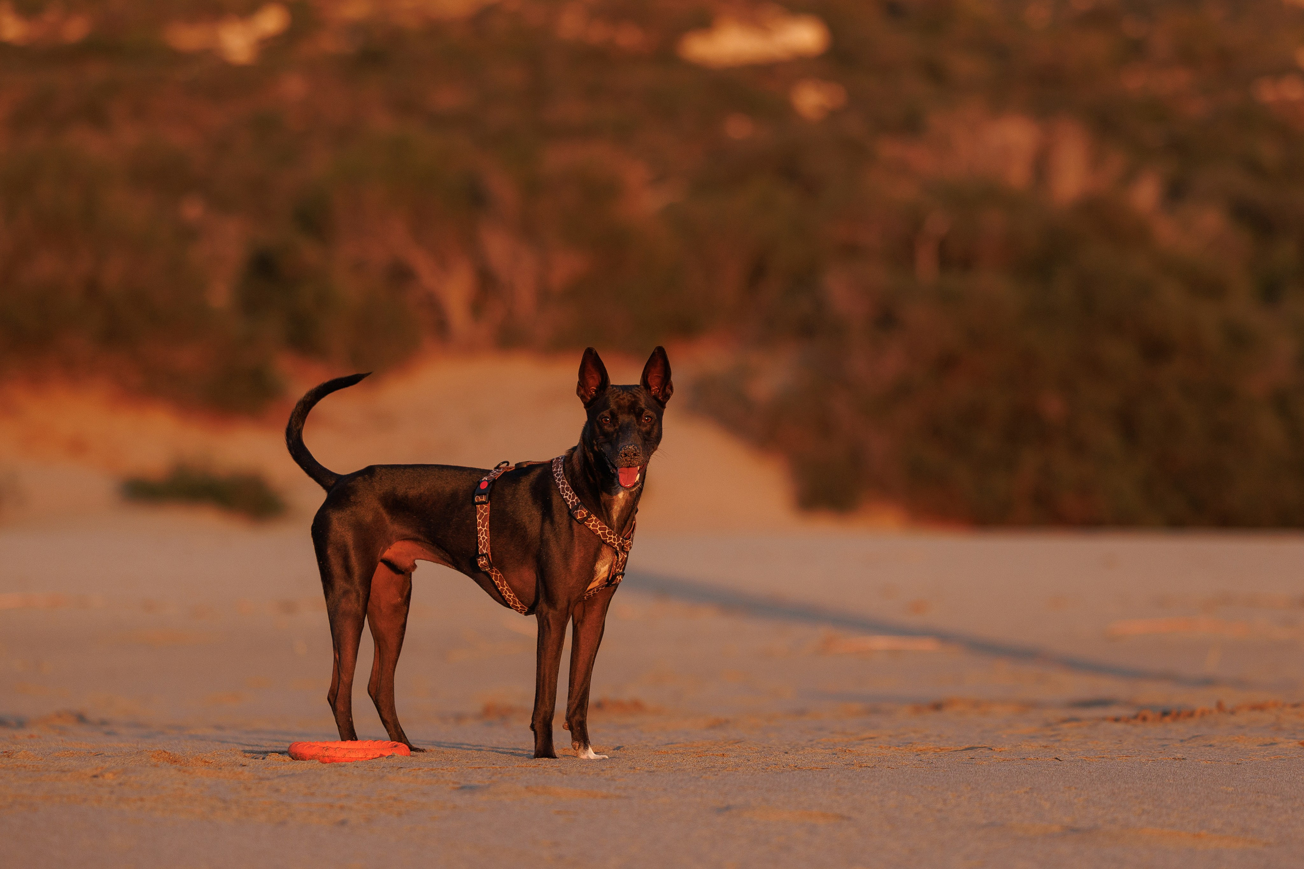 Финик. Фотограф анималист в Казани Алина Сулейманова. Фотограф животных