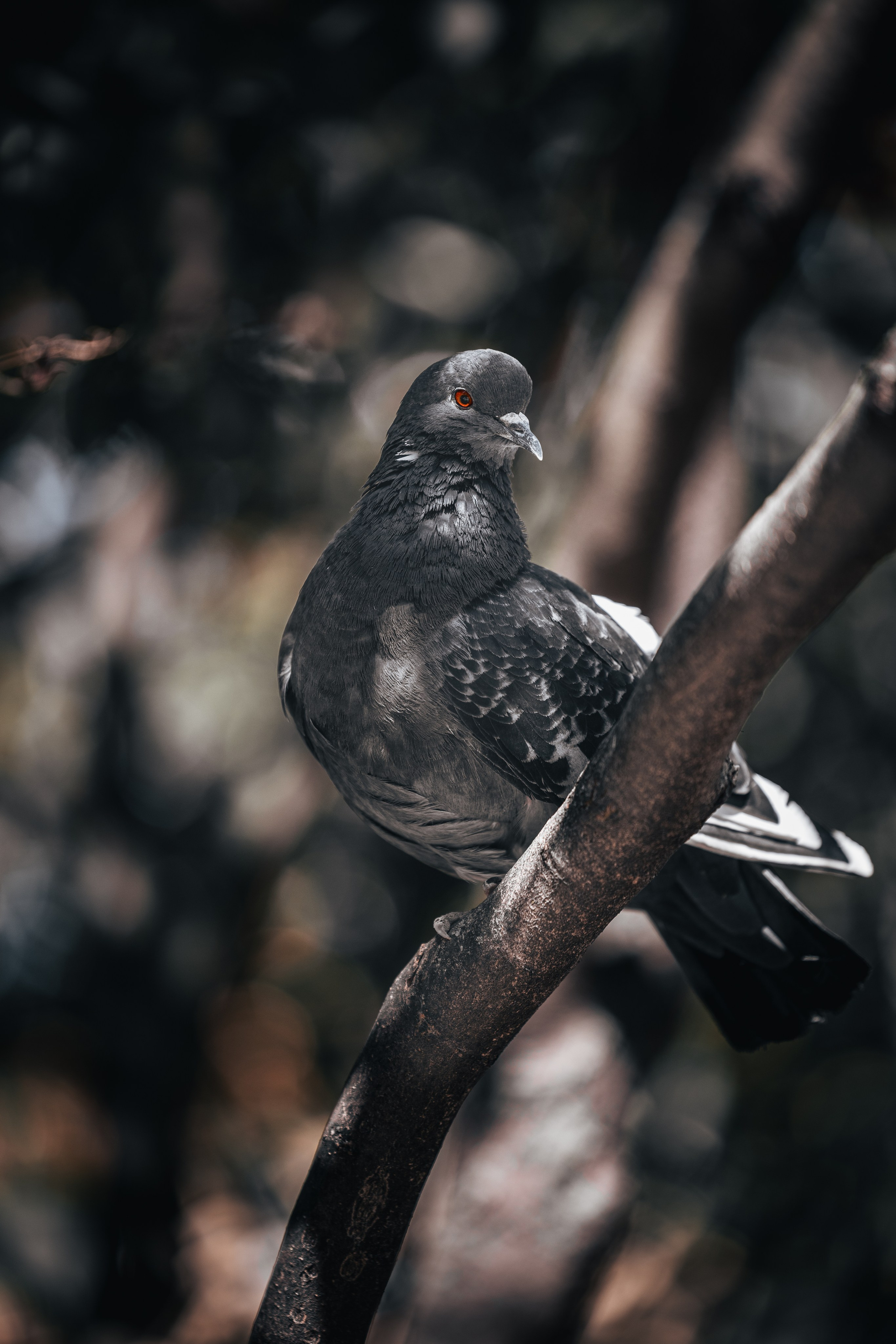Street. Фотограф в Санкт-Петербурге Шевцов Андрей