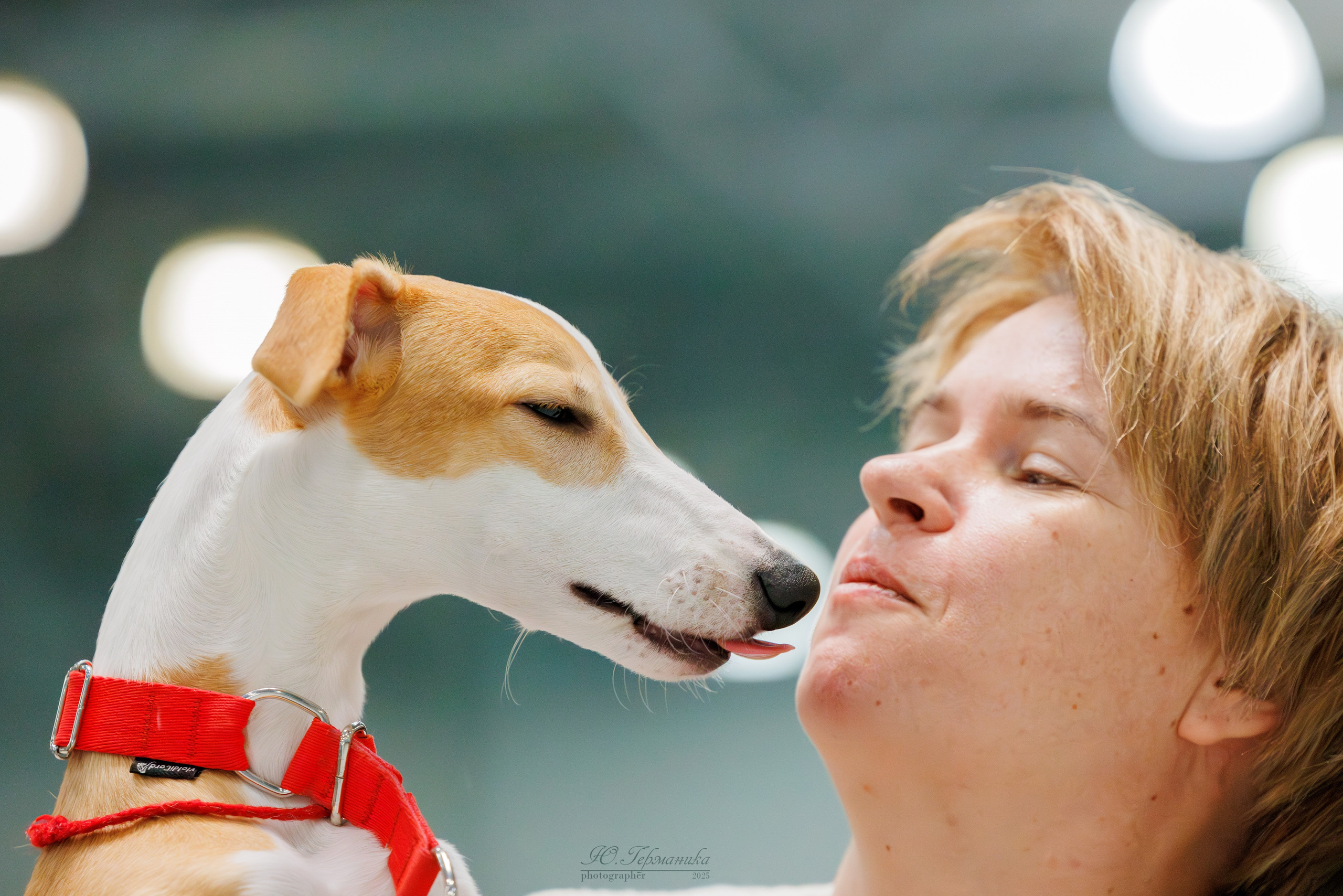 Питер ротвейлеры 18.01,Крокус 19.01.2025. Фотограф-анималист Юлия Германика