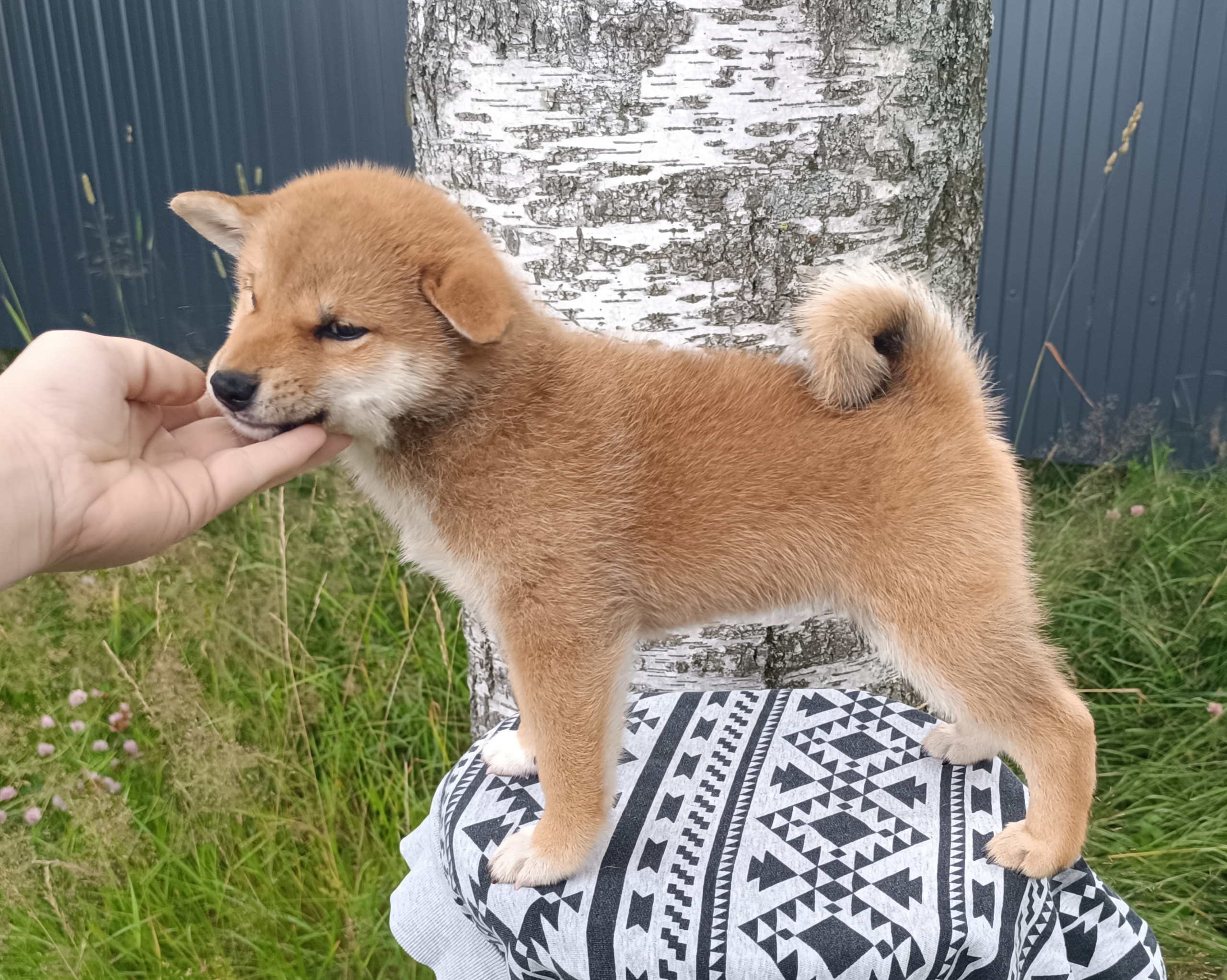 сиба питомник Рубилайт щенки на продажу rubylight  сиба щенки купить СПб Санкт-Петербург