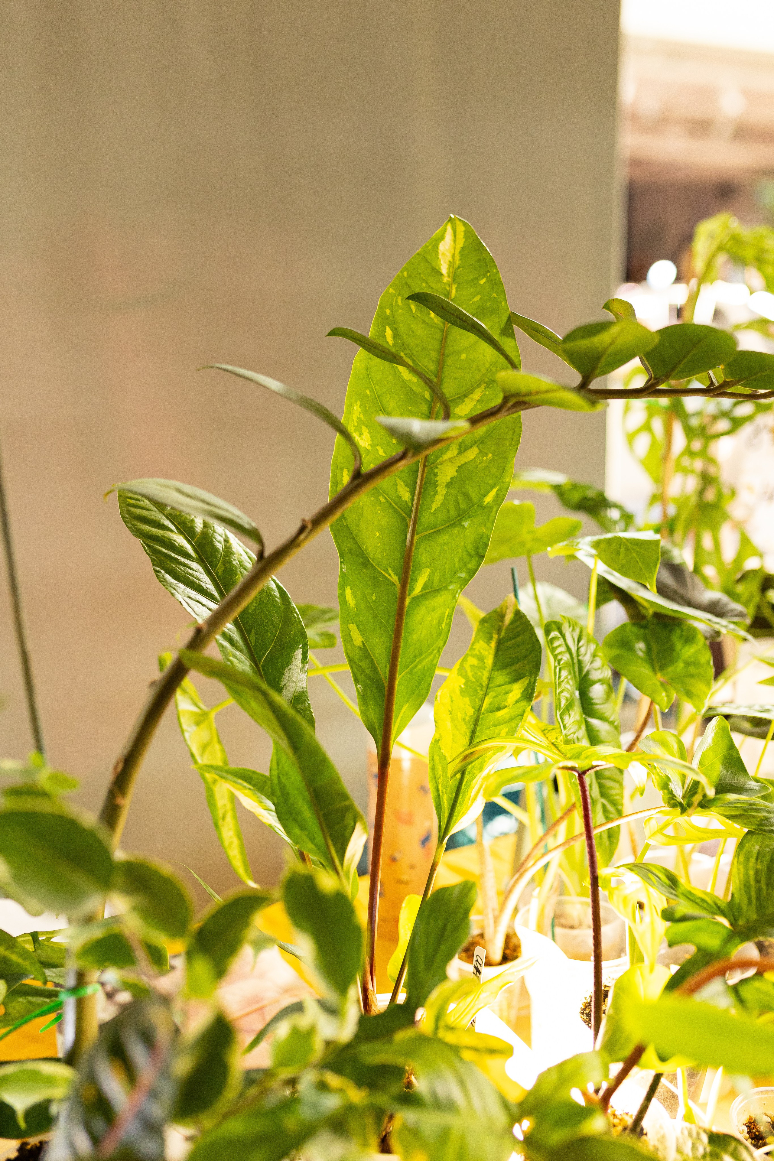 Growbox 1–2 марта. Александра Куликова фотограф, Москва