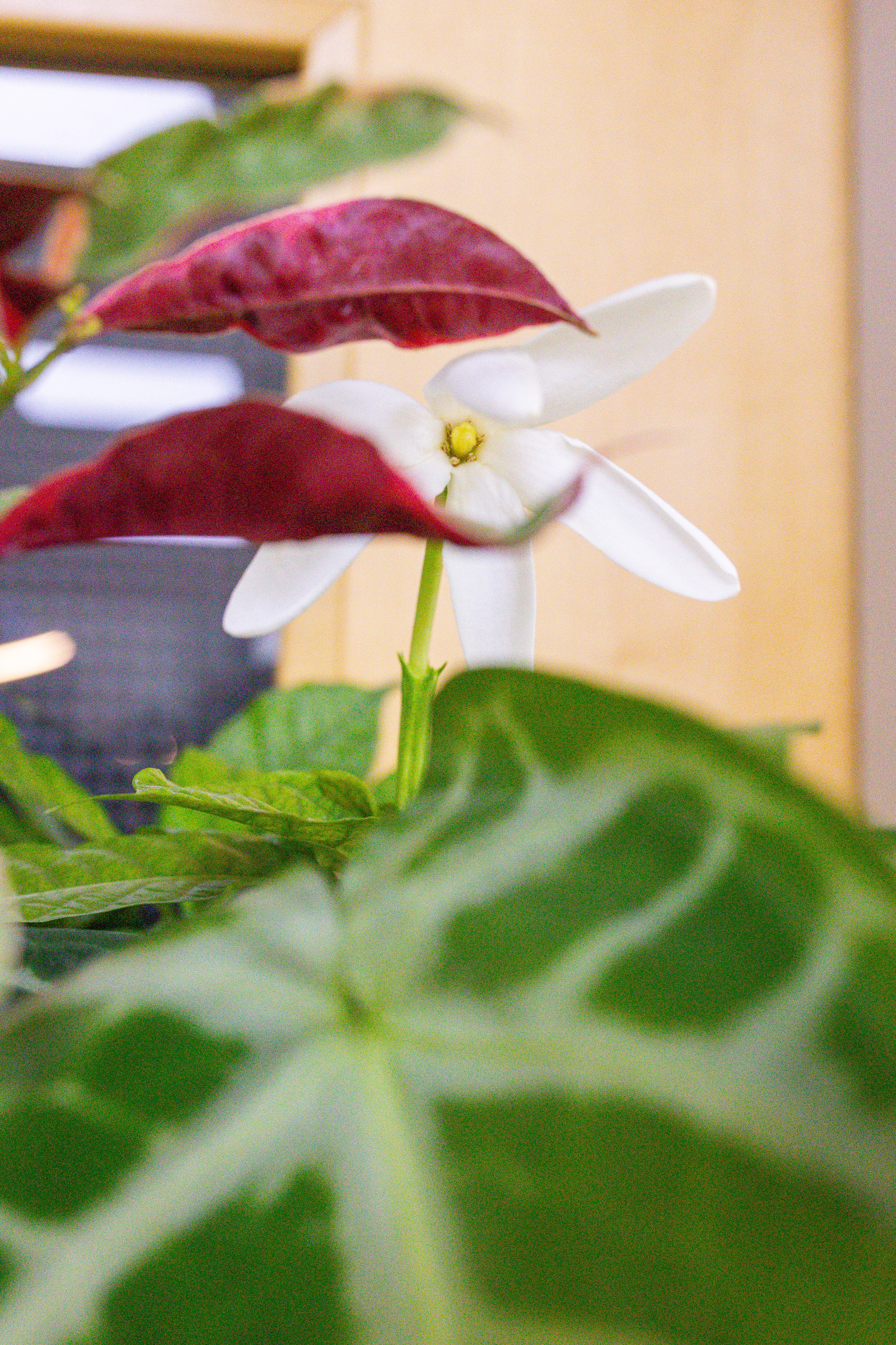 Монстериум 11–12 октября. Александра Куликова фотограф, Москва