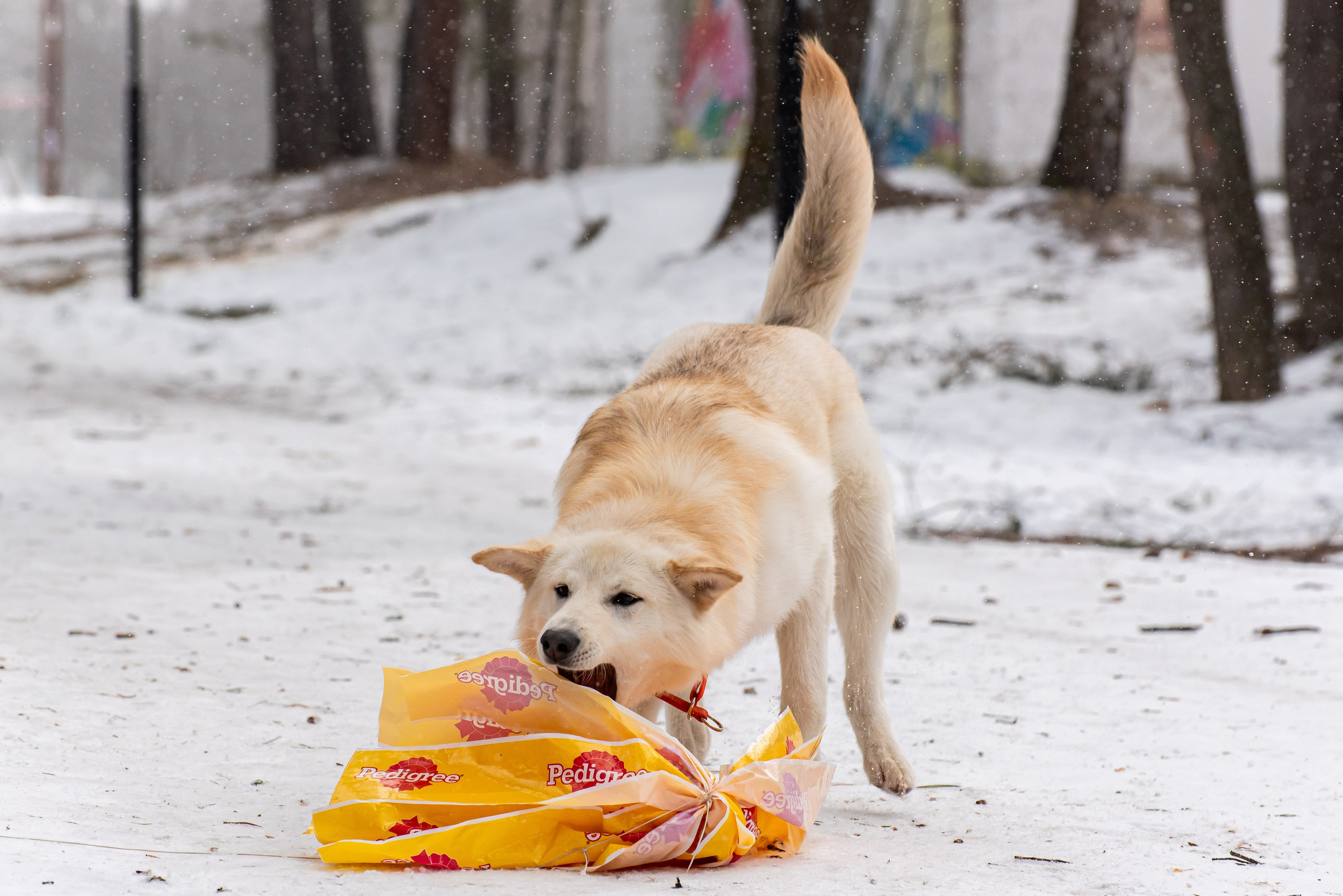 Фотосъёмка с собаками в Кинологическом лагере. Фотограф Макс Огурцов в Нижнем Новгороде