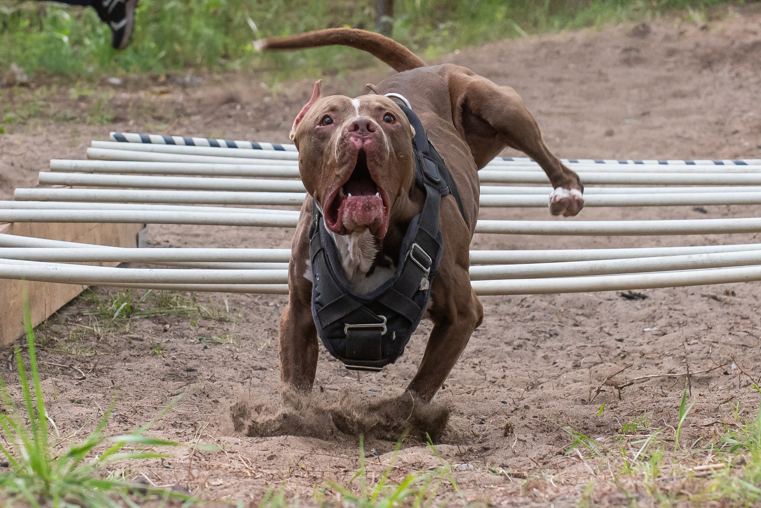 Спортивный фотограф анималист Пит-Стафф многоборье. Фотограф Макс Огурцов в Нижнем Новгороде