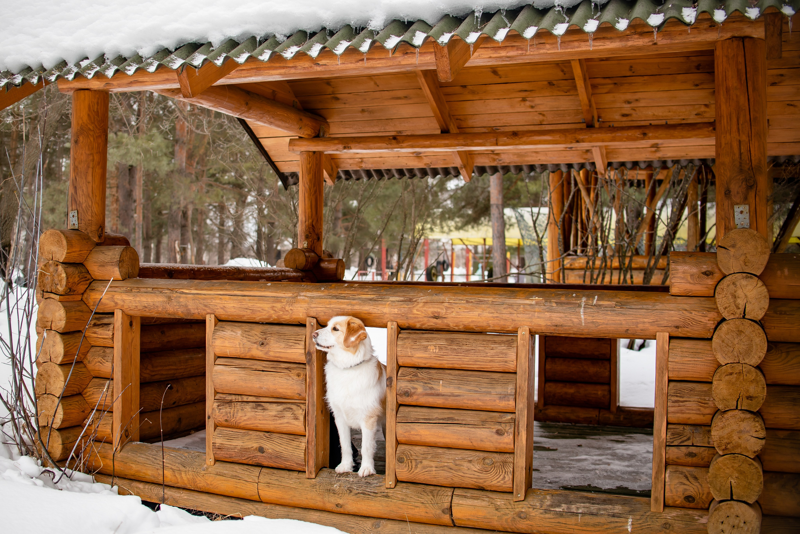 Прогулочная фотосессия с собакой. Фотограф Макс Огурцов в Нижнем Новгороде