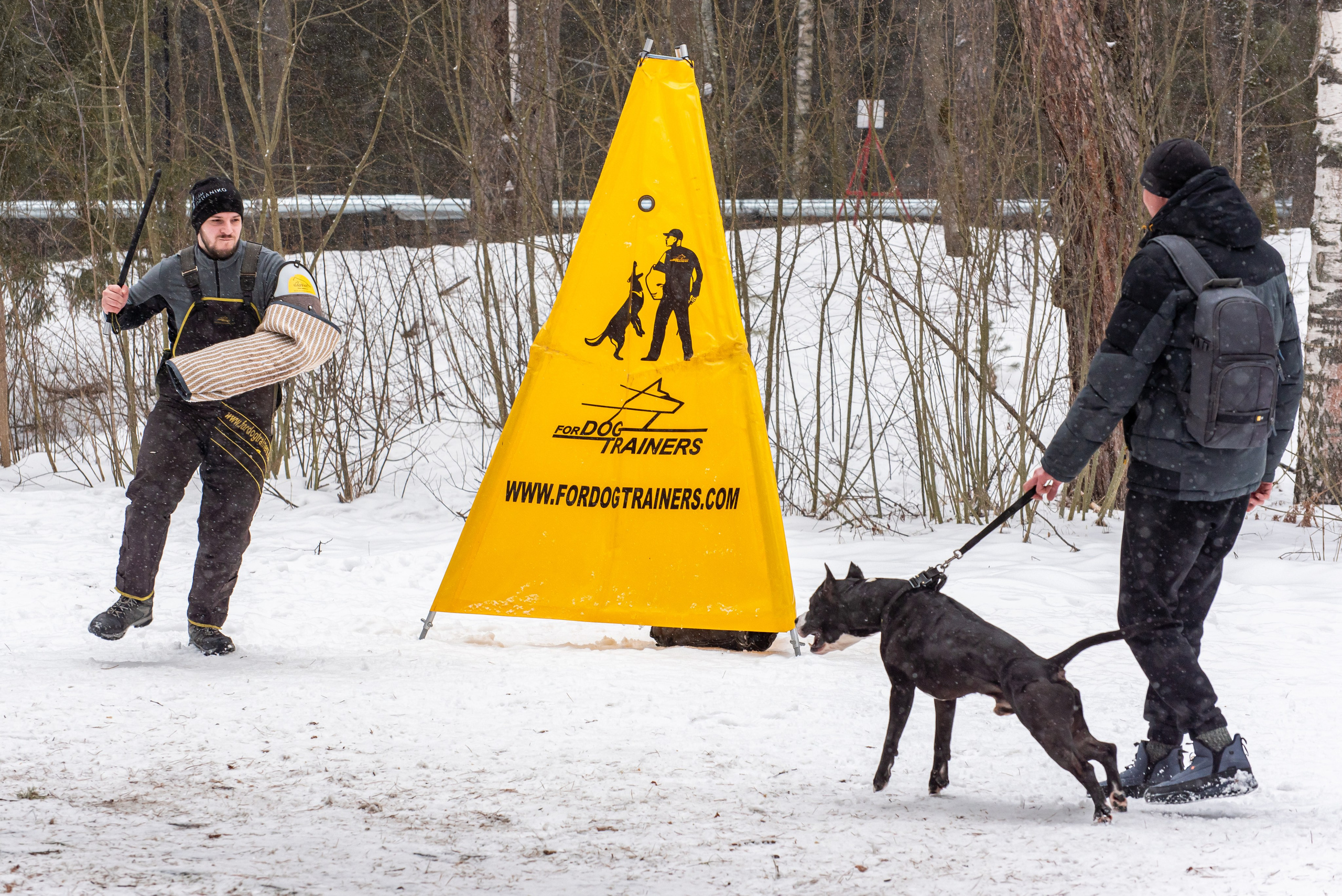 Фотосъёмка с собаками в Кинологическом лагере. Фотограф Макс Огурцов в Нижнем Новгороде