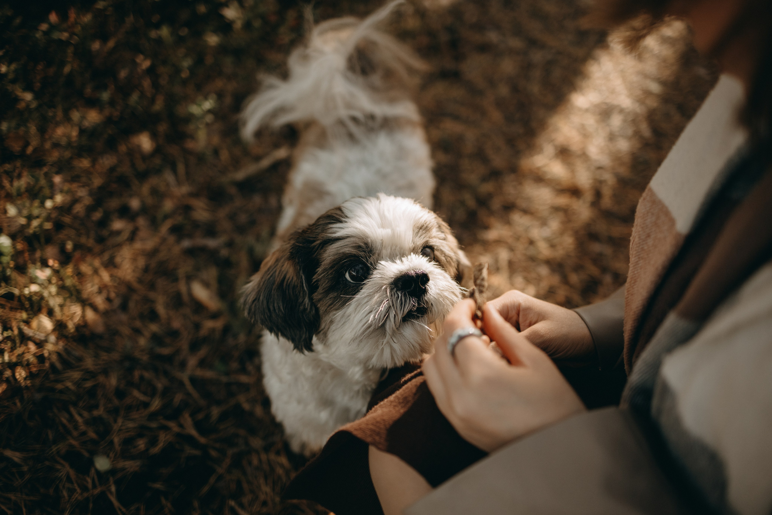 Настя и Франт. Фотограф — Анималист | Санкт-Петербург