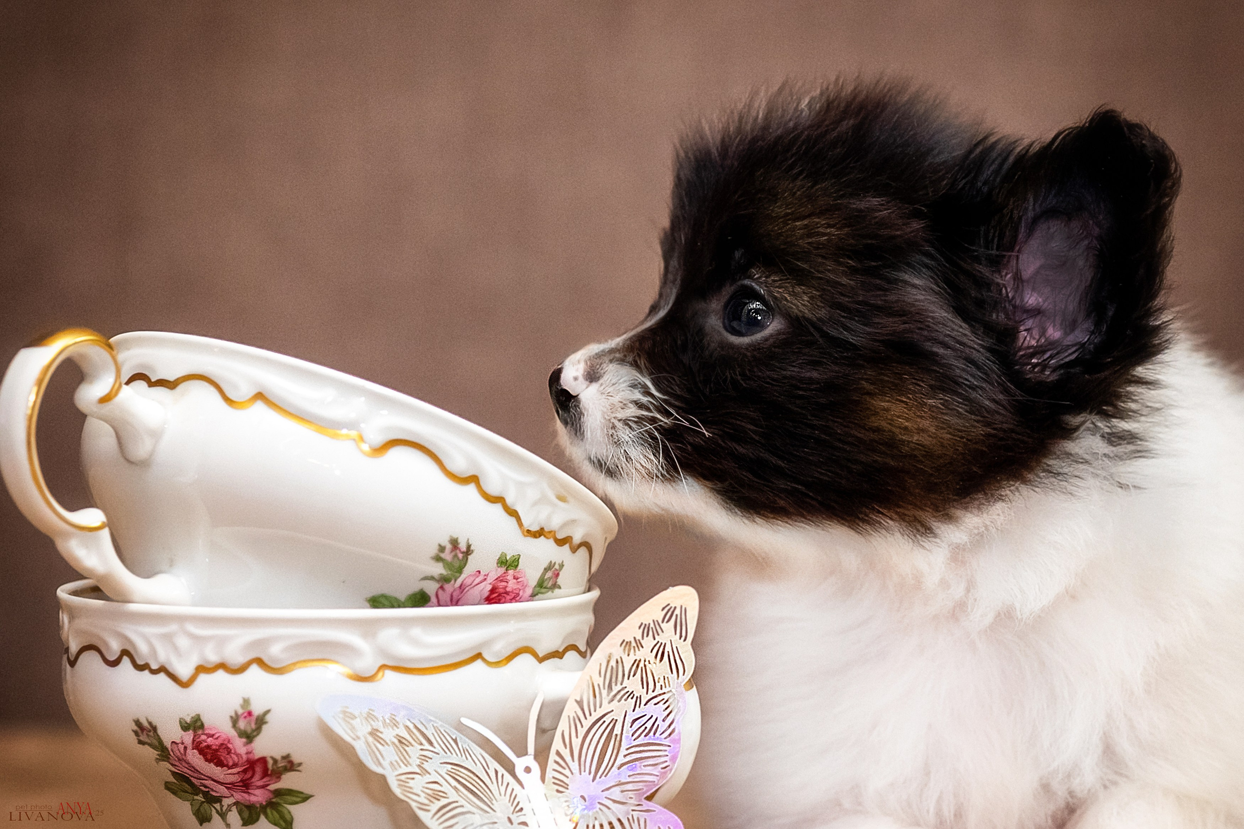 Папийончики. Фотограф анималист Аня Ливанова | Рыбинск