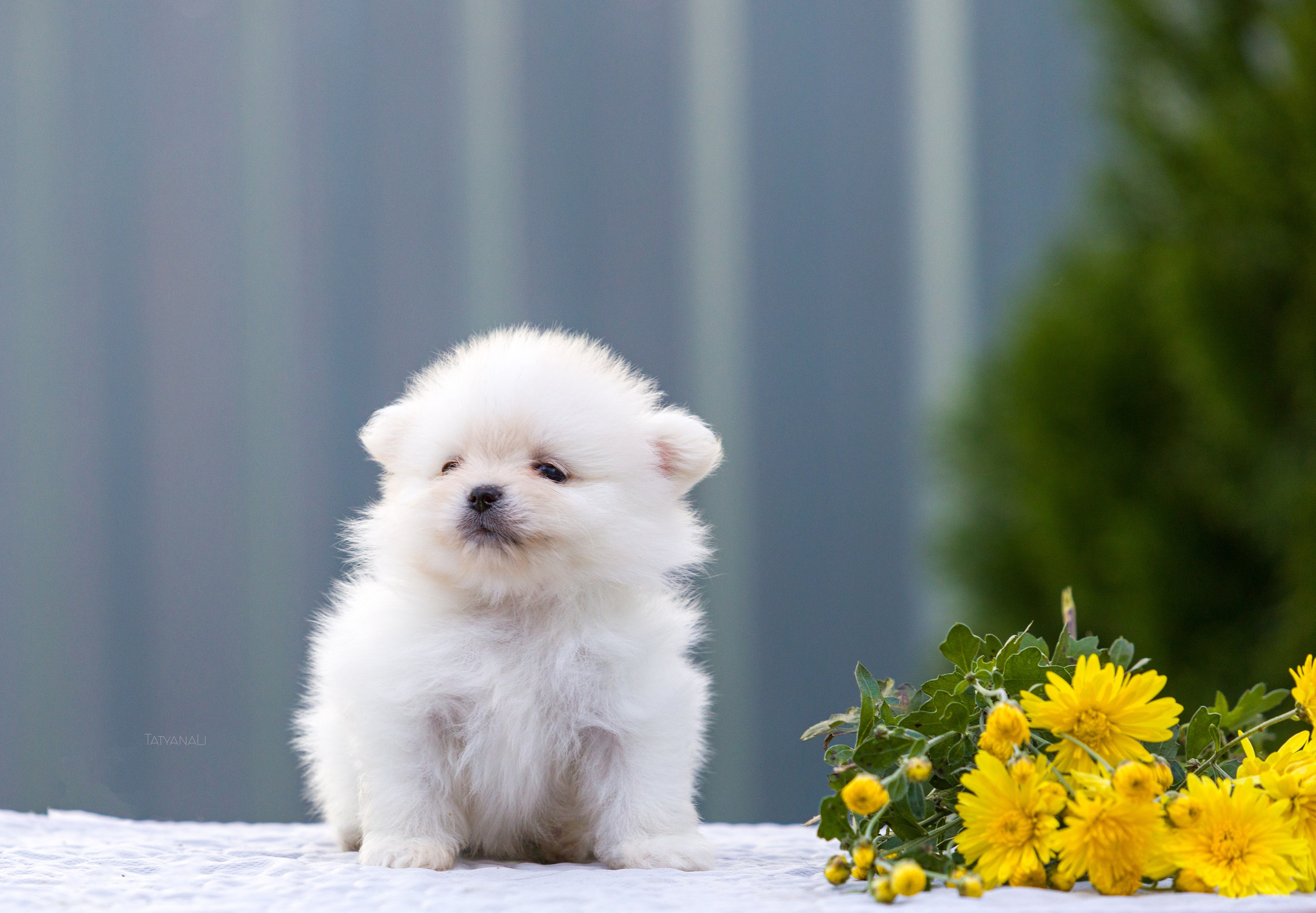 Немецкий шпиц миниатюрный. Фотограф — анималист Татьяна Ли