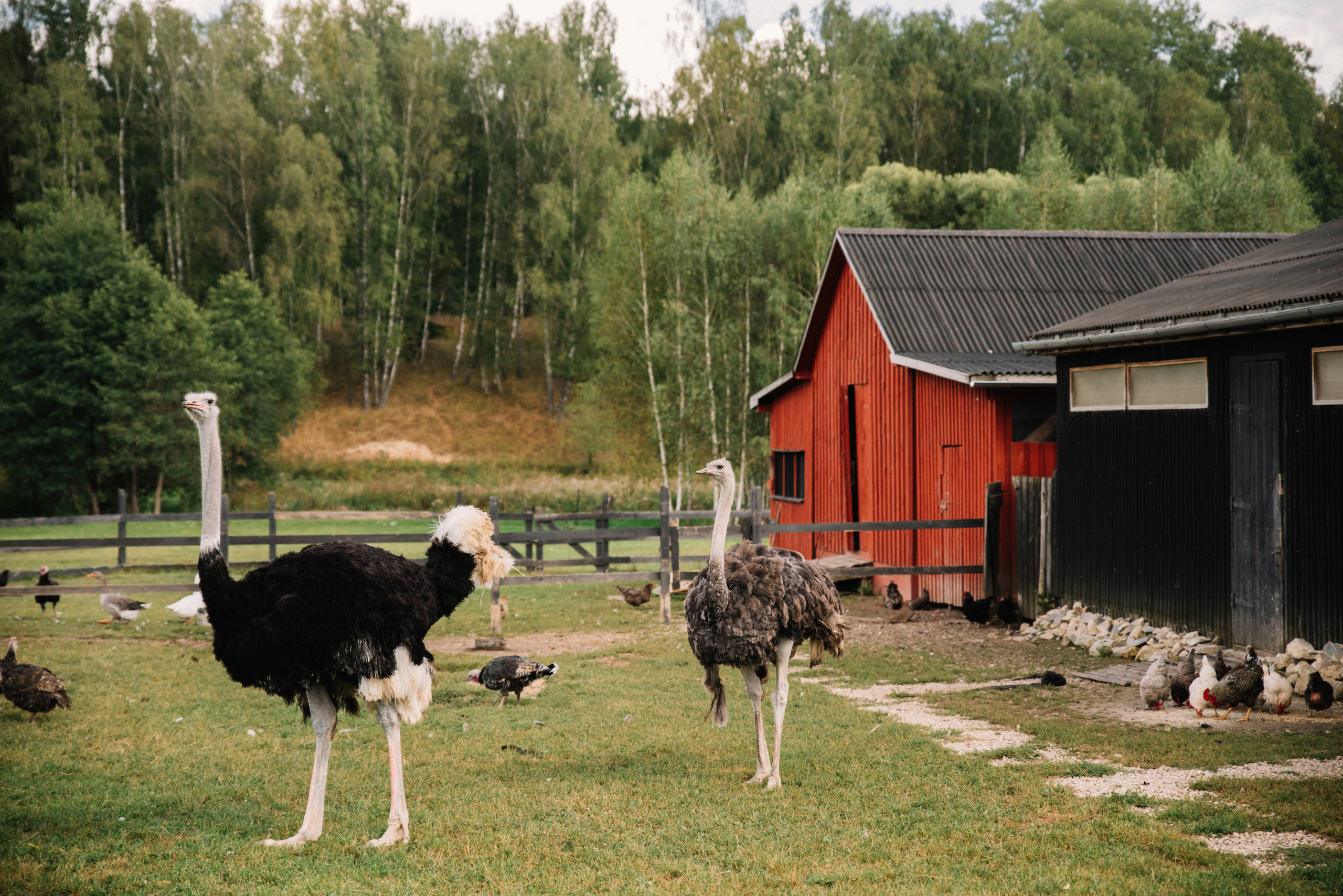 БЕ_МЕ. Свадебный фотограф в Калуге Алексей Климов