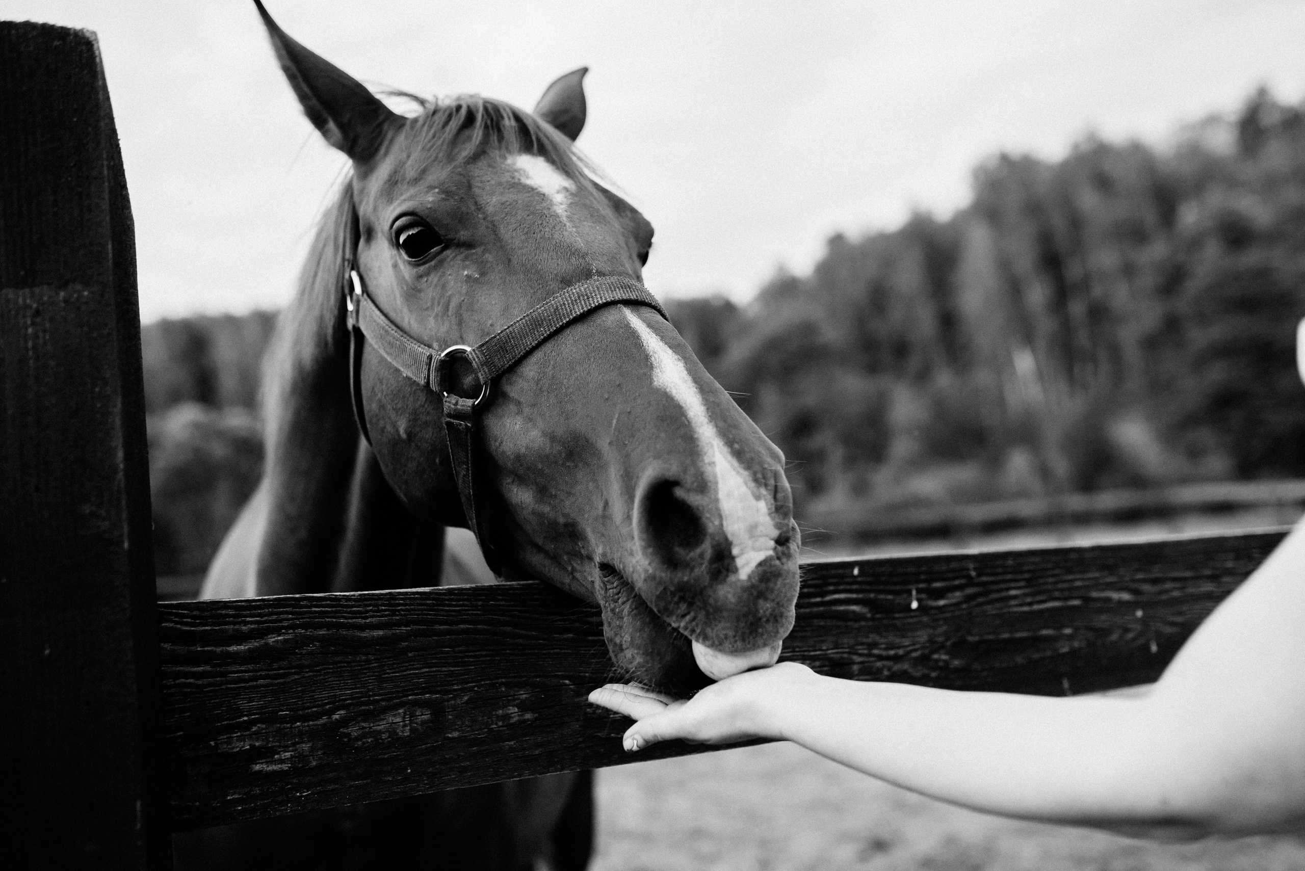 БЕ_МЕ. Свадебный фотограф в Калуге Алексей Климов