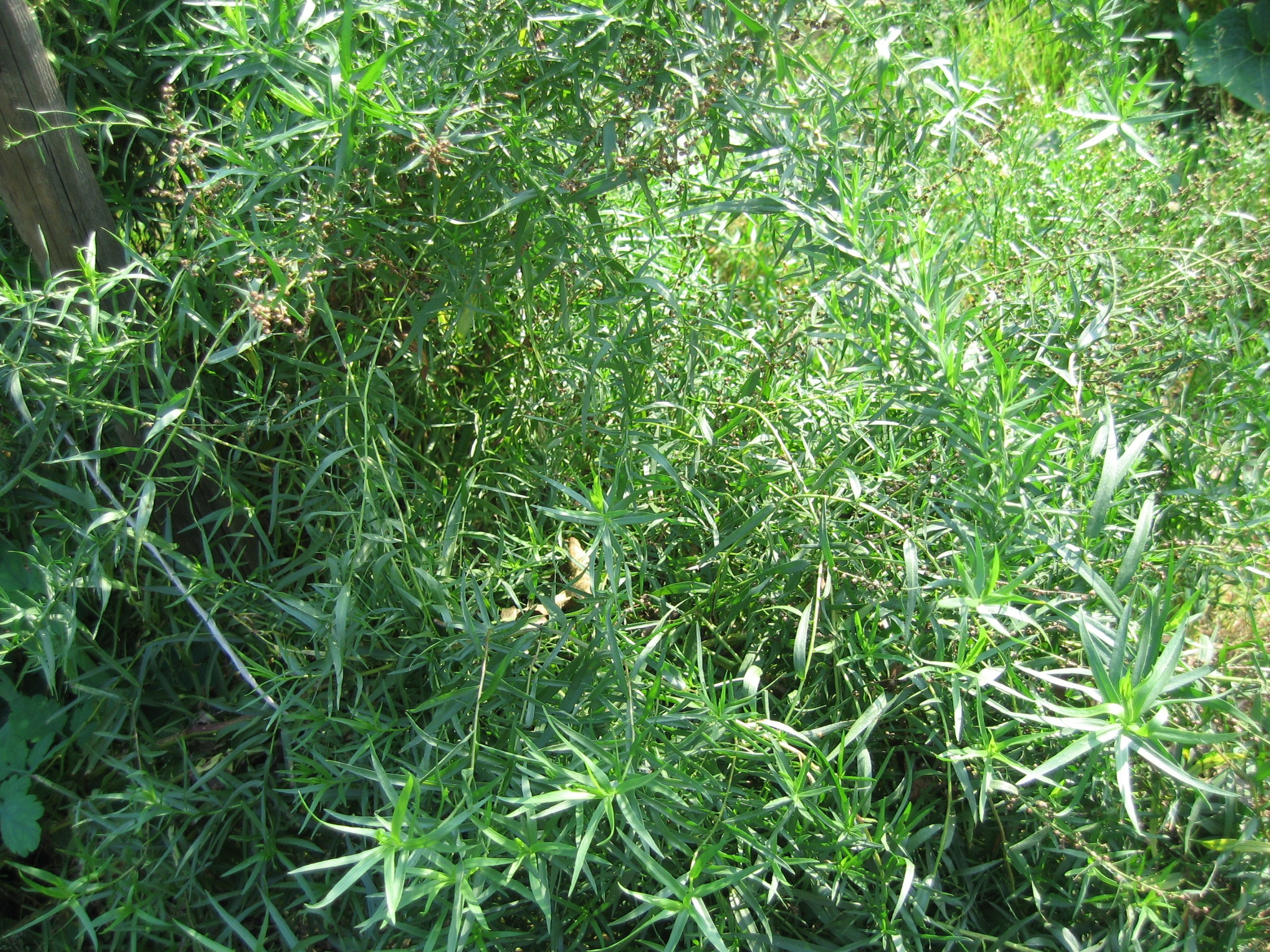 Густая зелёная трава и растения, освещённые солнечным светом. Видны тени и блики на листьях.