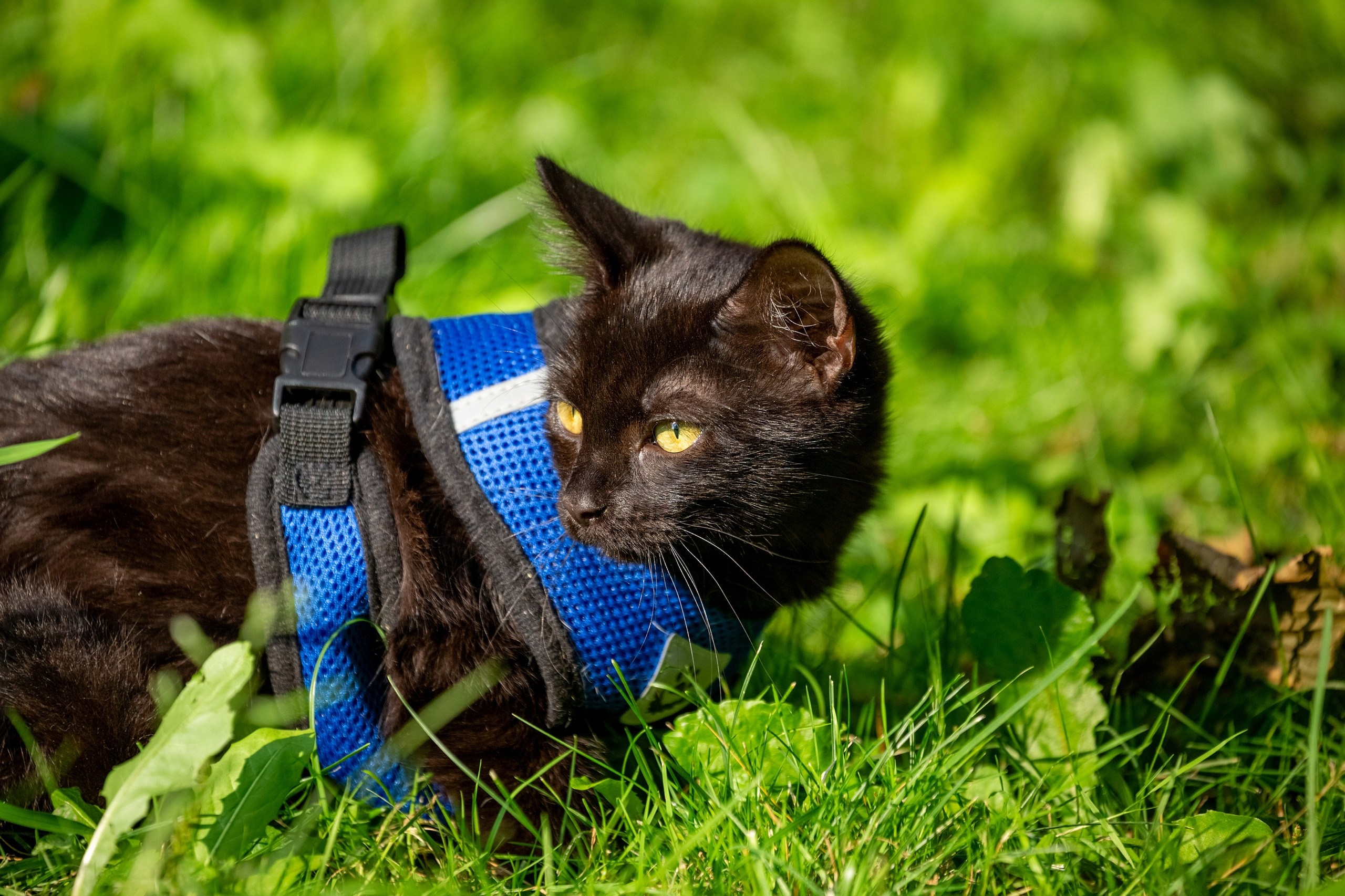 Кошки и котята в приютах. Irenephoto.ru