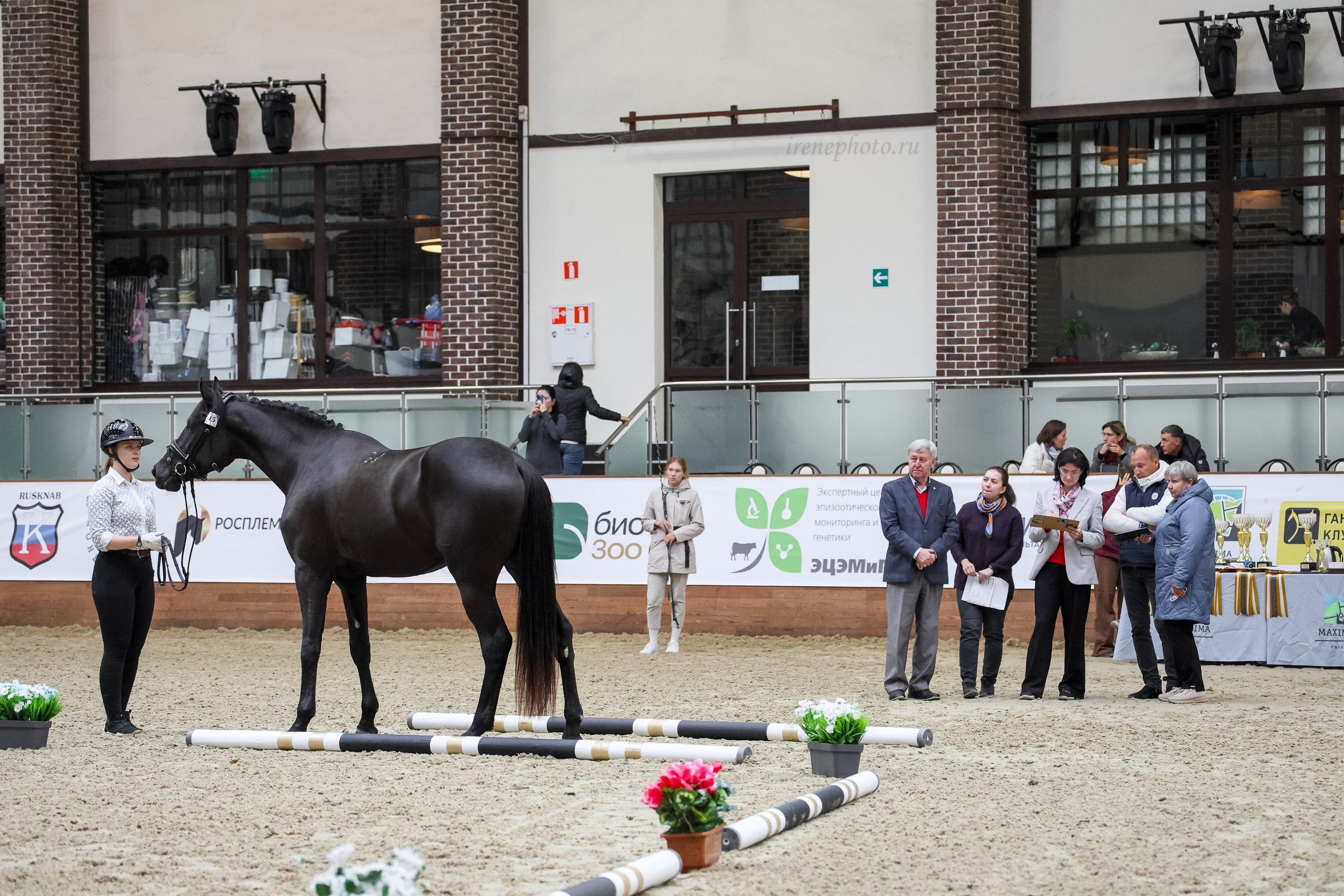 Конная Россия 2024 Оценка двигательных качеств. Irenephoto.ru