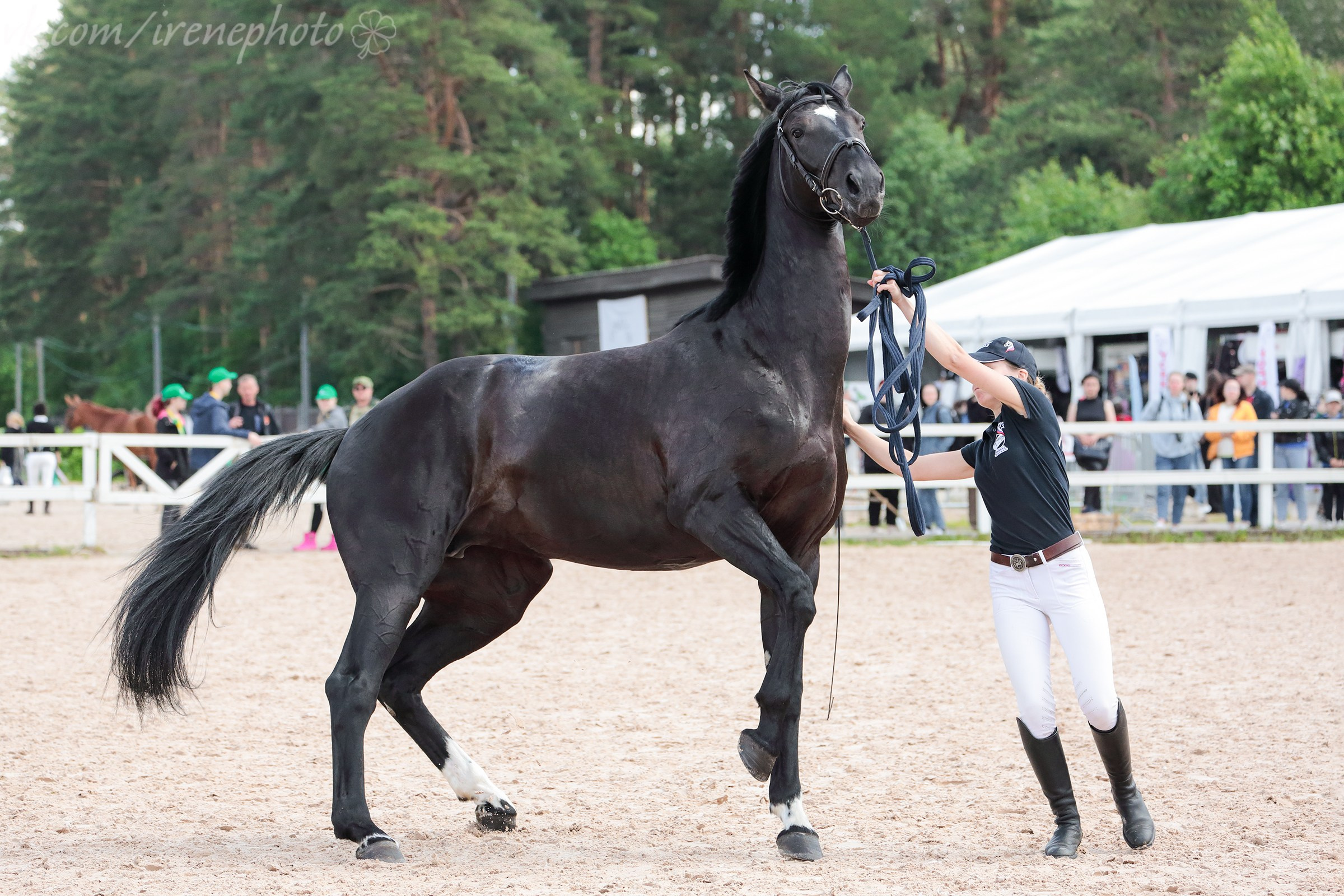Иппосфера 2024. Irenephoto.ru