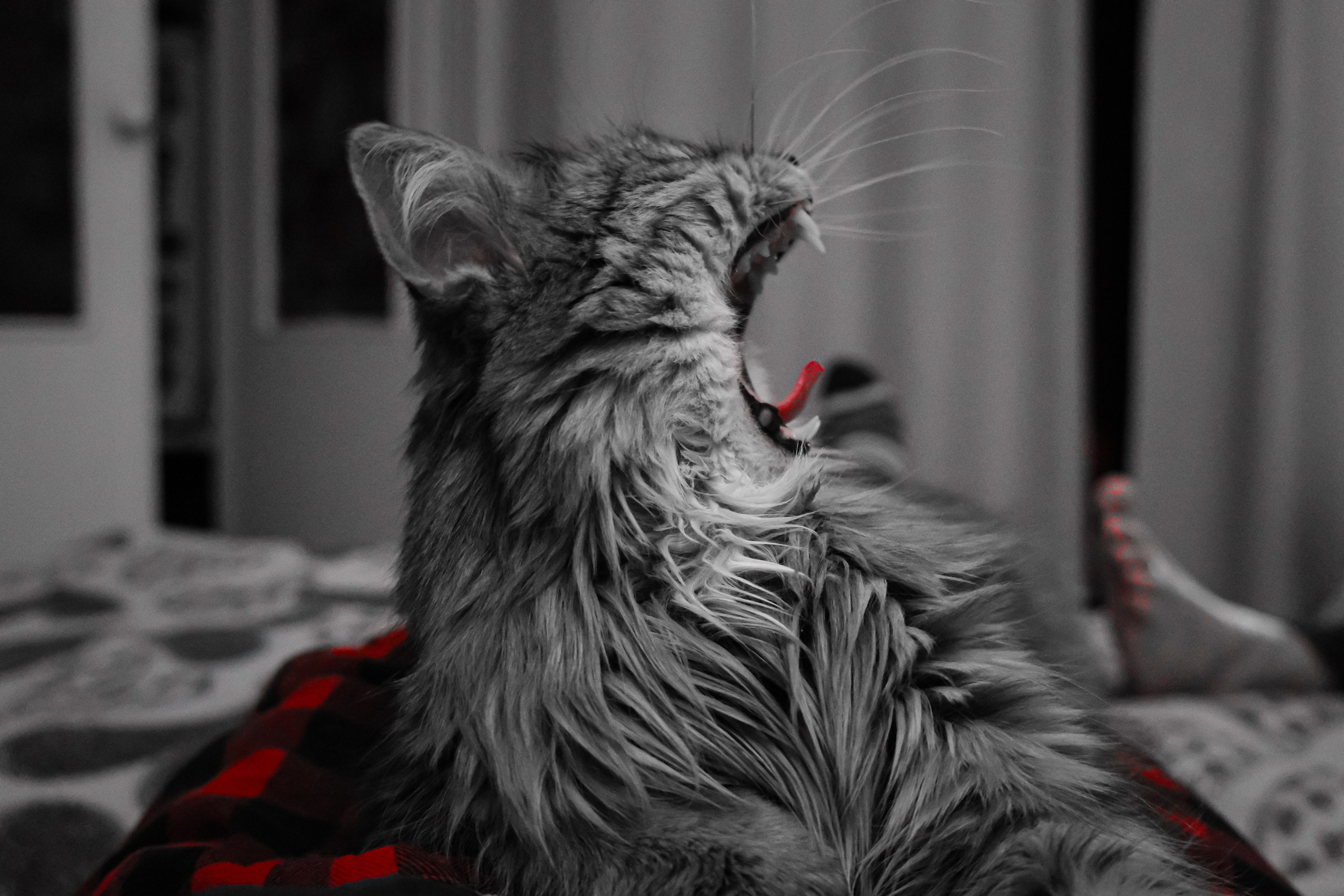 Селективный красный. Фотограф в Москве, фотожурналист Александр Малахов