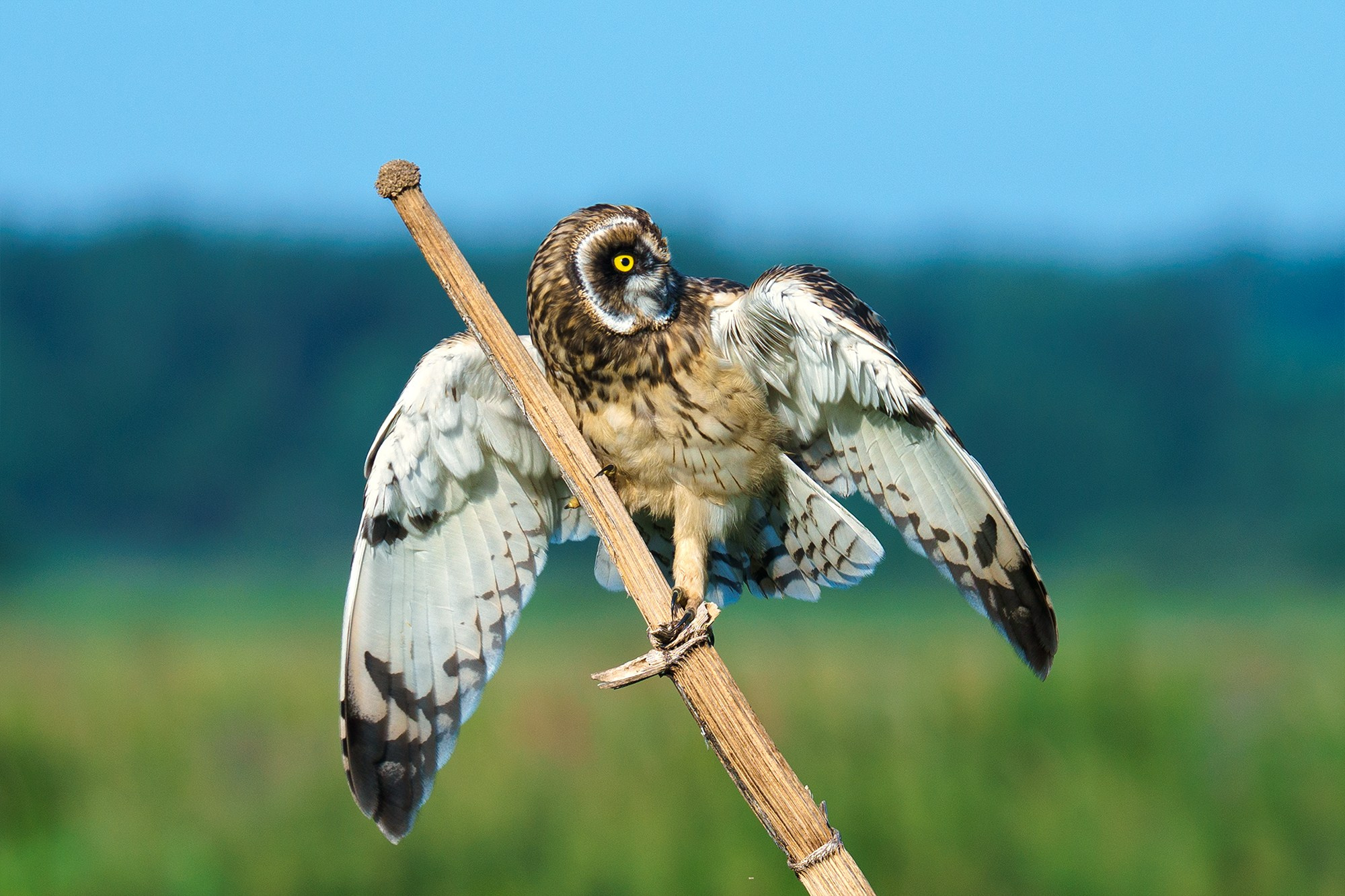 Удивительные мир птиц. Вокруг нас столько прекрасного — присмотритесь!. Ваш личный фотограф Марина Волкова