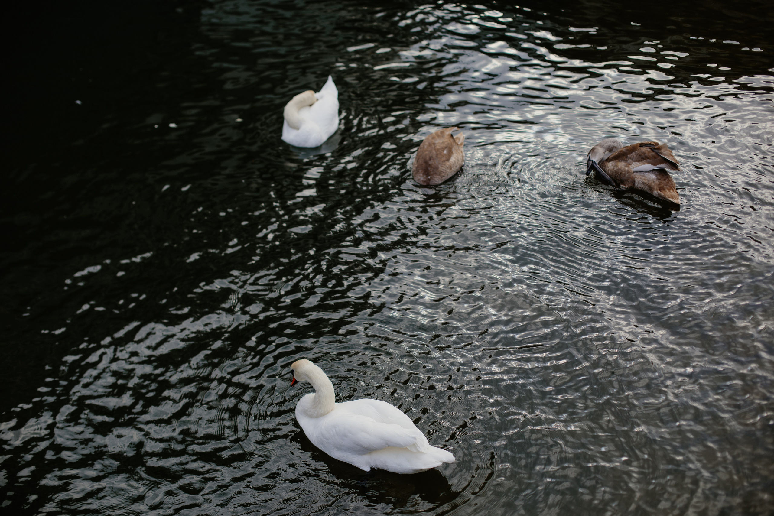 Балтийск/Калининград. Свадебный и семейный фотограф/видеограф в Краснодаре Наталья Осинская