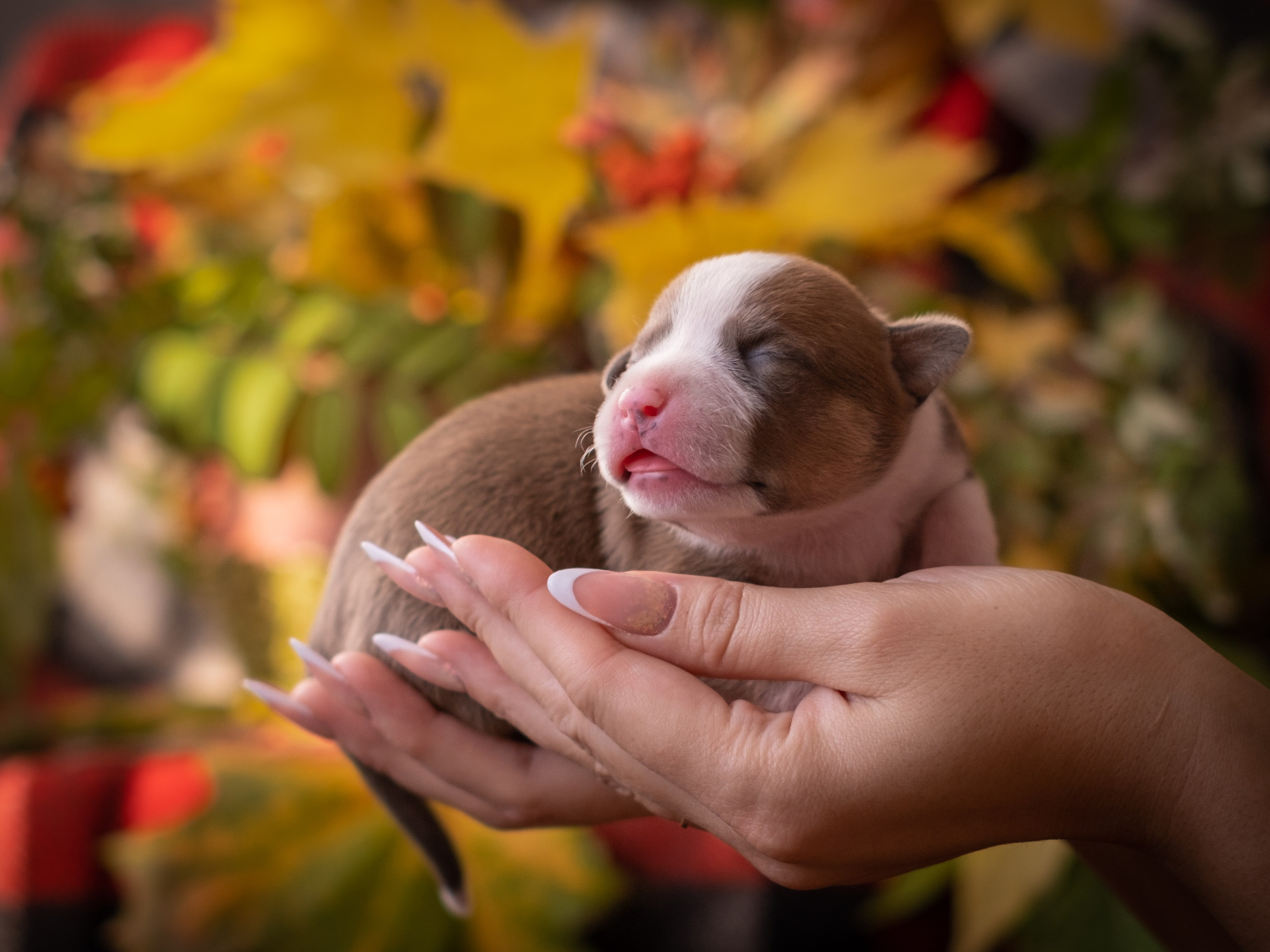 Новорожденные АСТ для Алиночки)