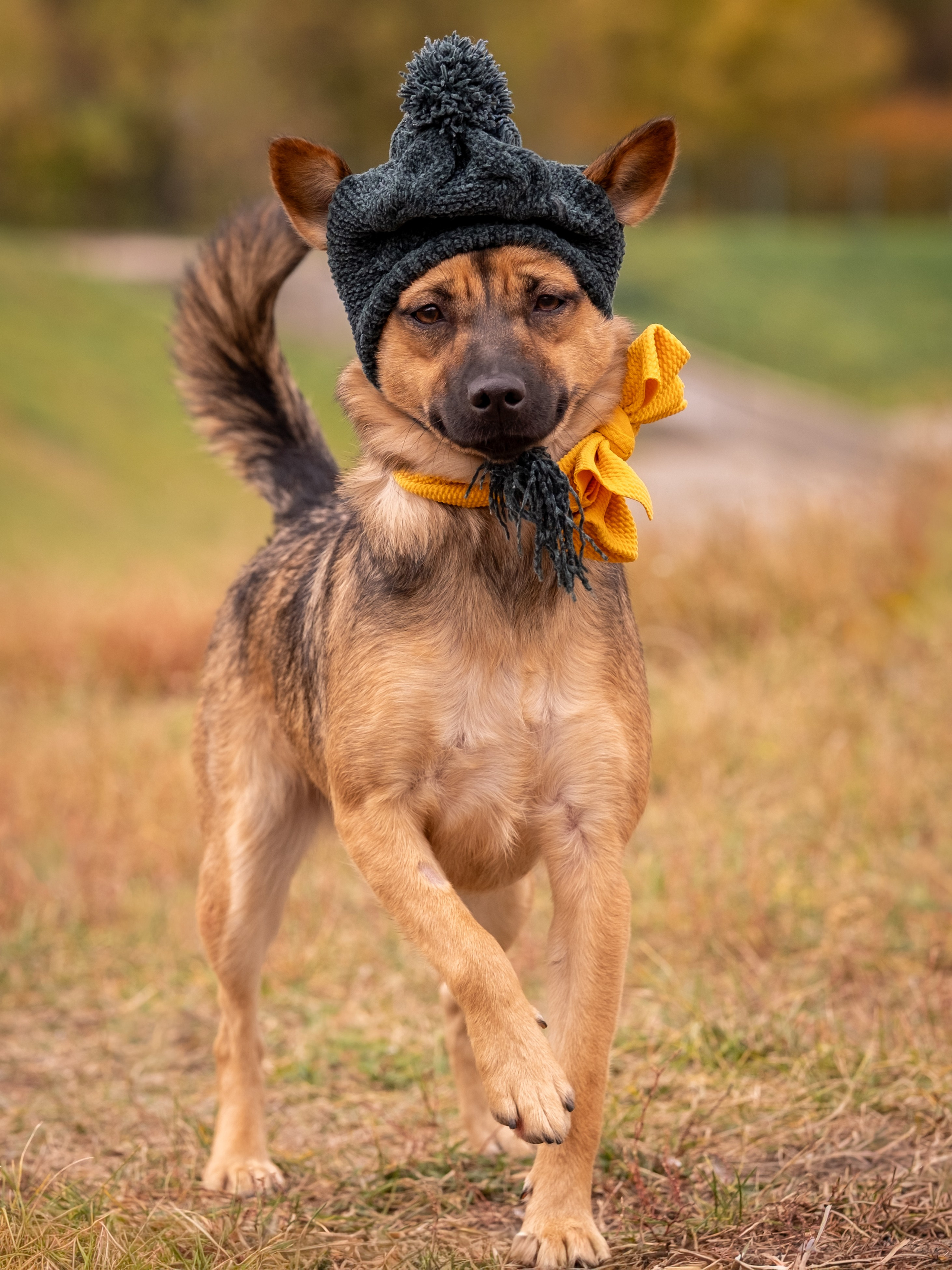 Осенняя Дося-модница). Зоофотограф, фотограф животных в Москве и области Дина Дамоцева