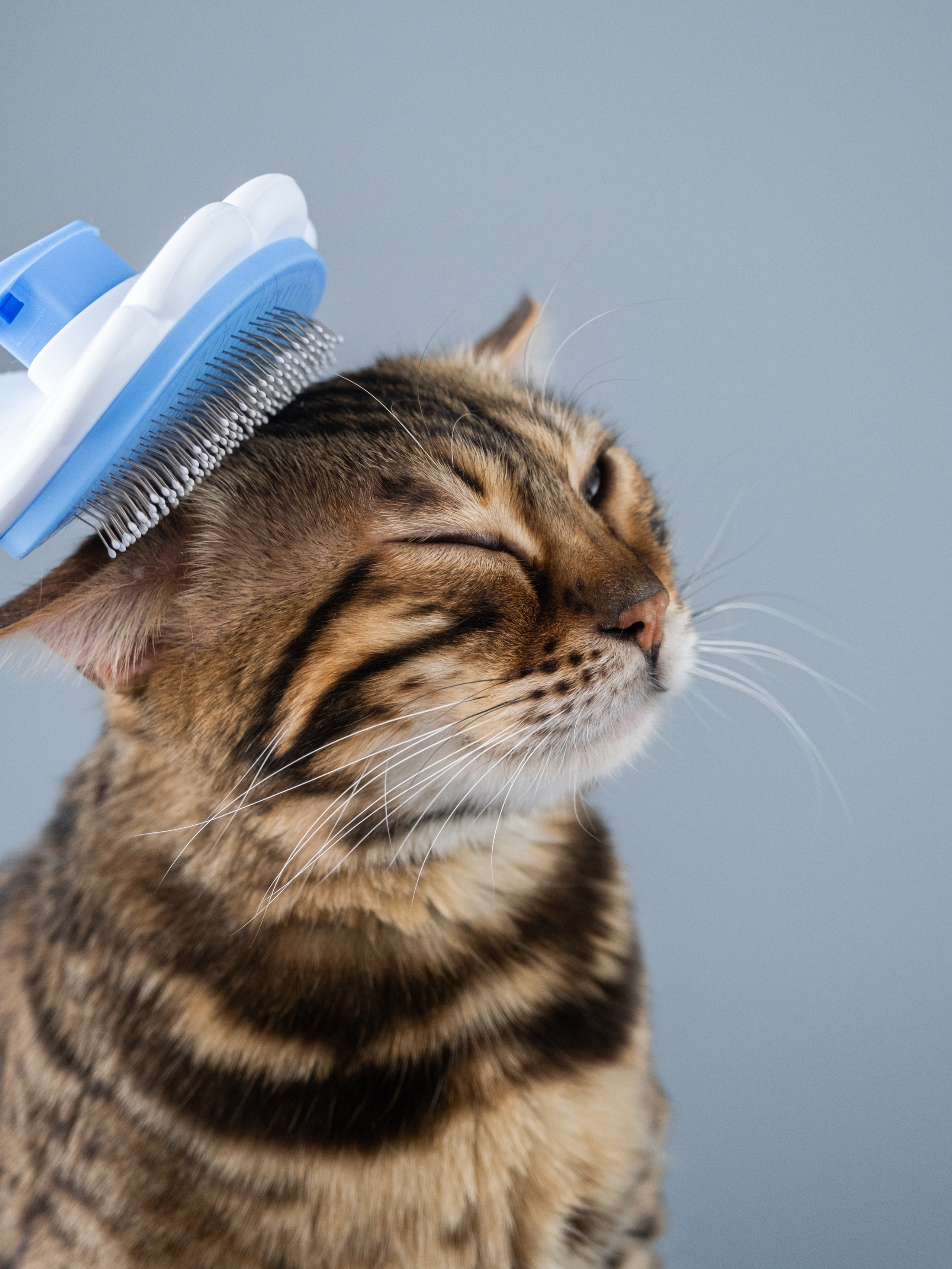 Пуходерка и ролик для очистки одежды для Александра!. Зоофотограф, фотограф животных в Москве и области Дина Дамоцева