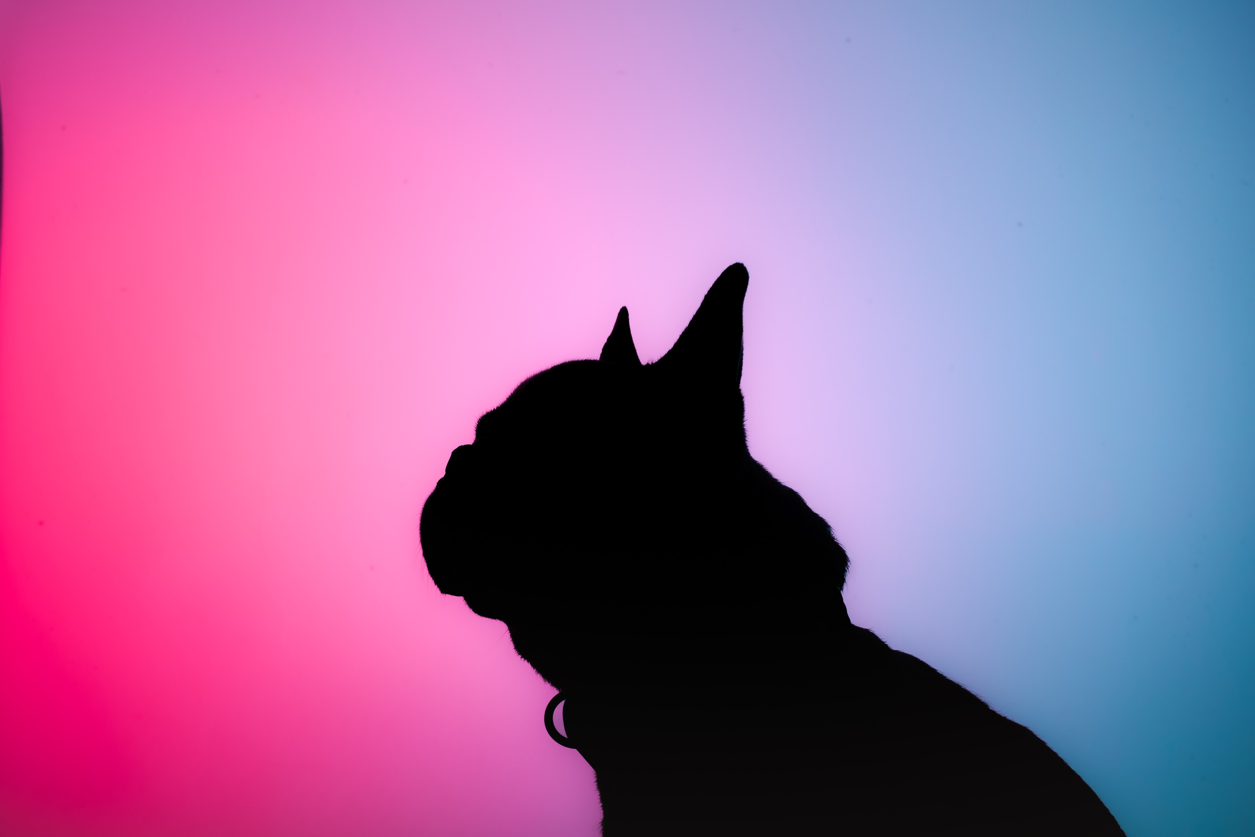 Студийная фотосессия с цветным светом. Фотограф-анималист Татьяна Степанова