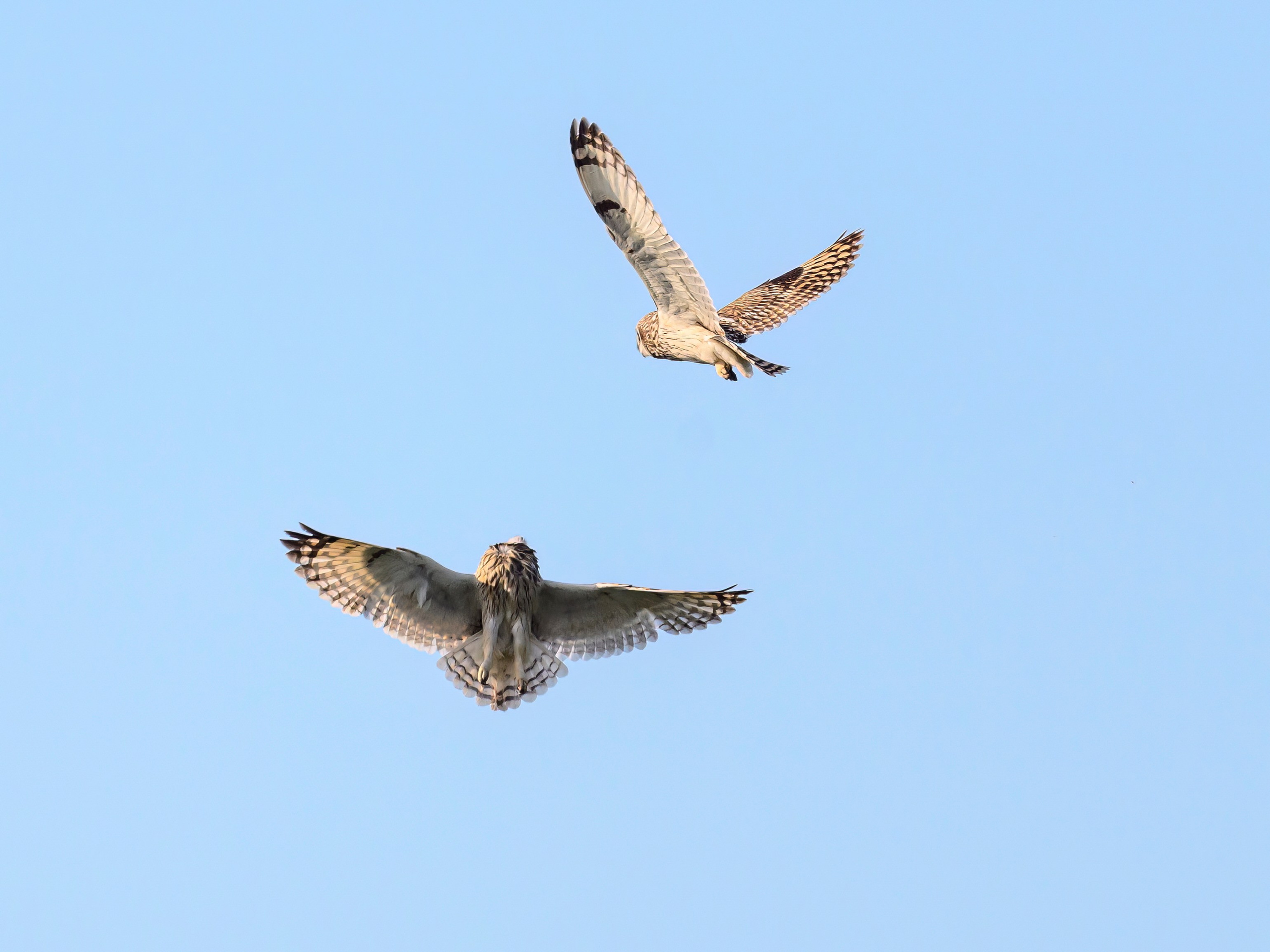 Совы играют в догонялки. Wildlife photography by Sergey Puponin