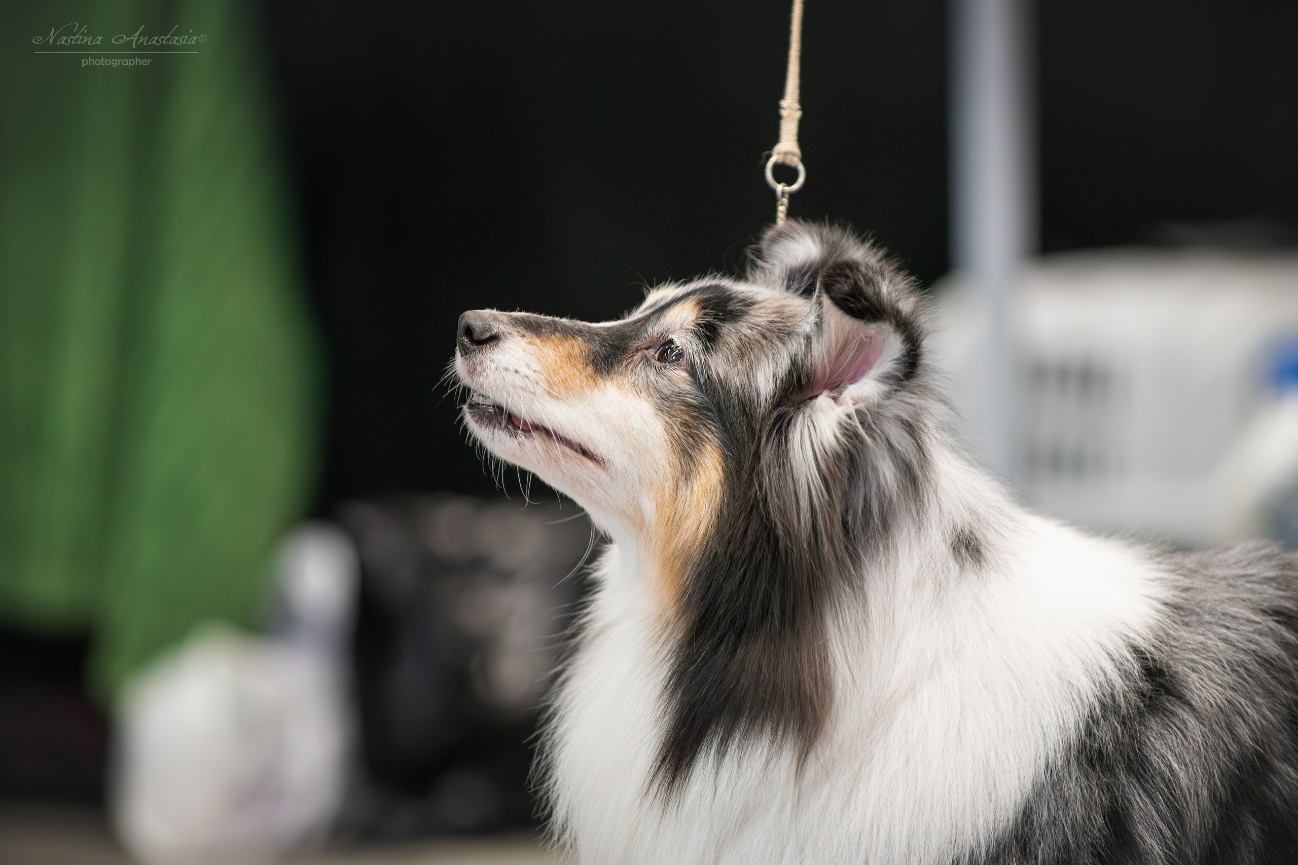 Выставки. Фотограф — Анималист