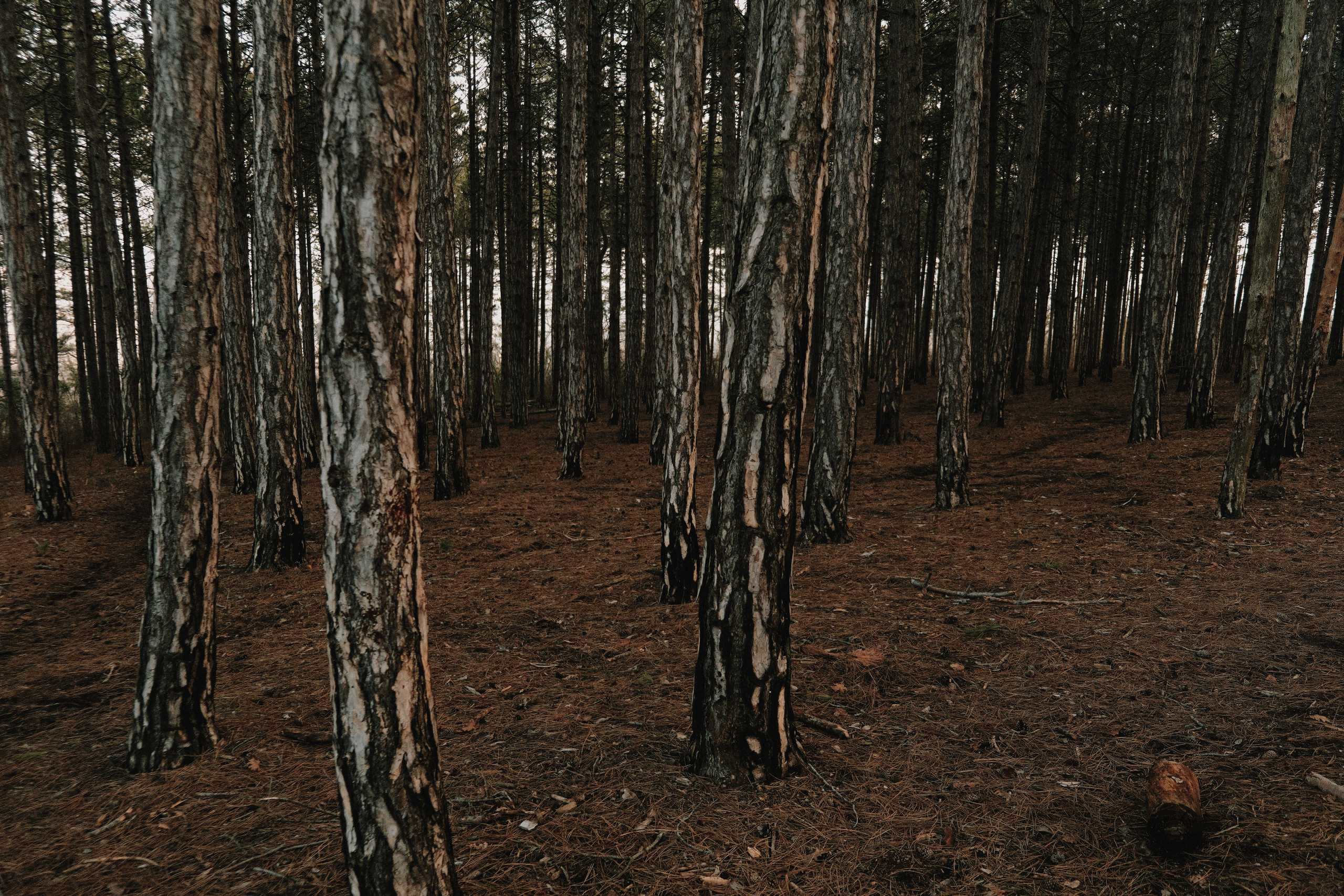 Twiligth. Gerasko Aleks — Портрет, кричащий тишиной