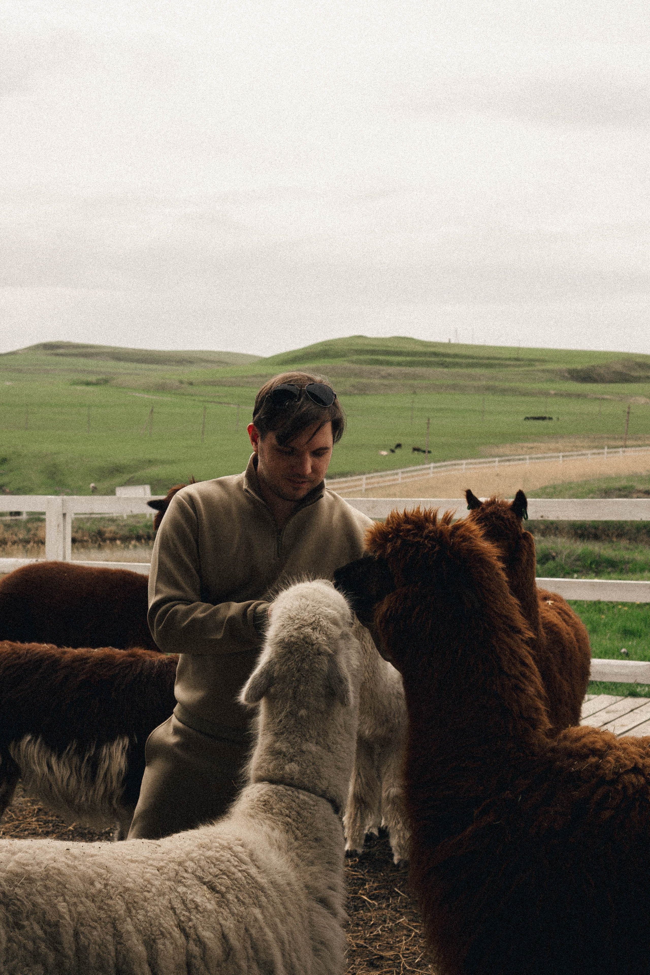 Ферма Альпак. Профессиональный фотограф, Санкт-Петербург — Виктория Богомолова