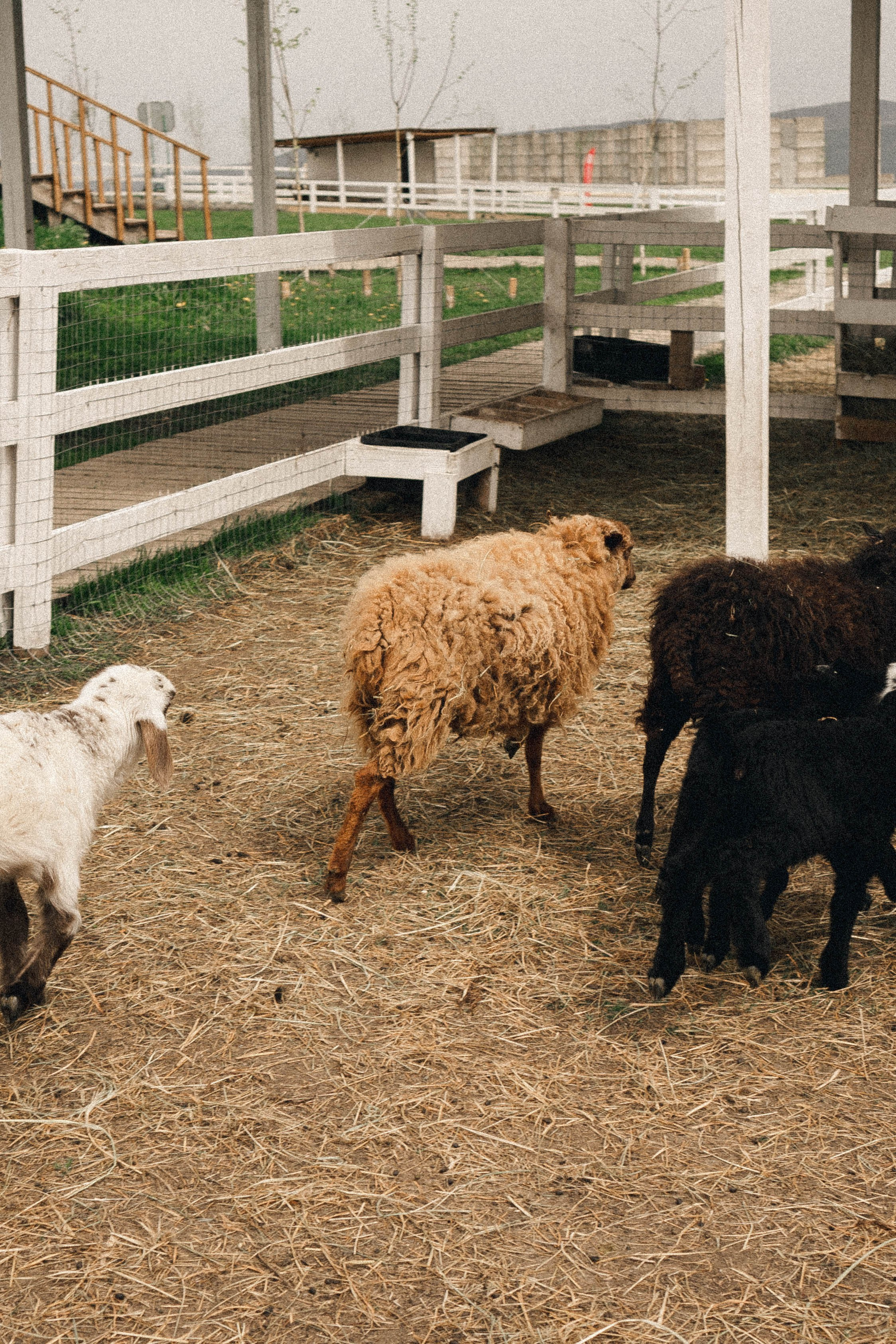 Ферма Альпак. Профессиональный фотограф, Санкт-Петербург — Виктория Богомолова