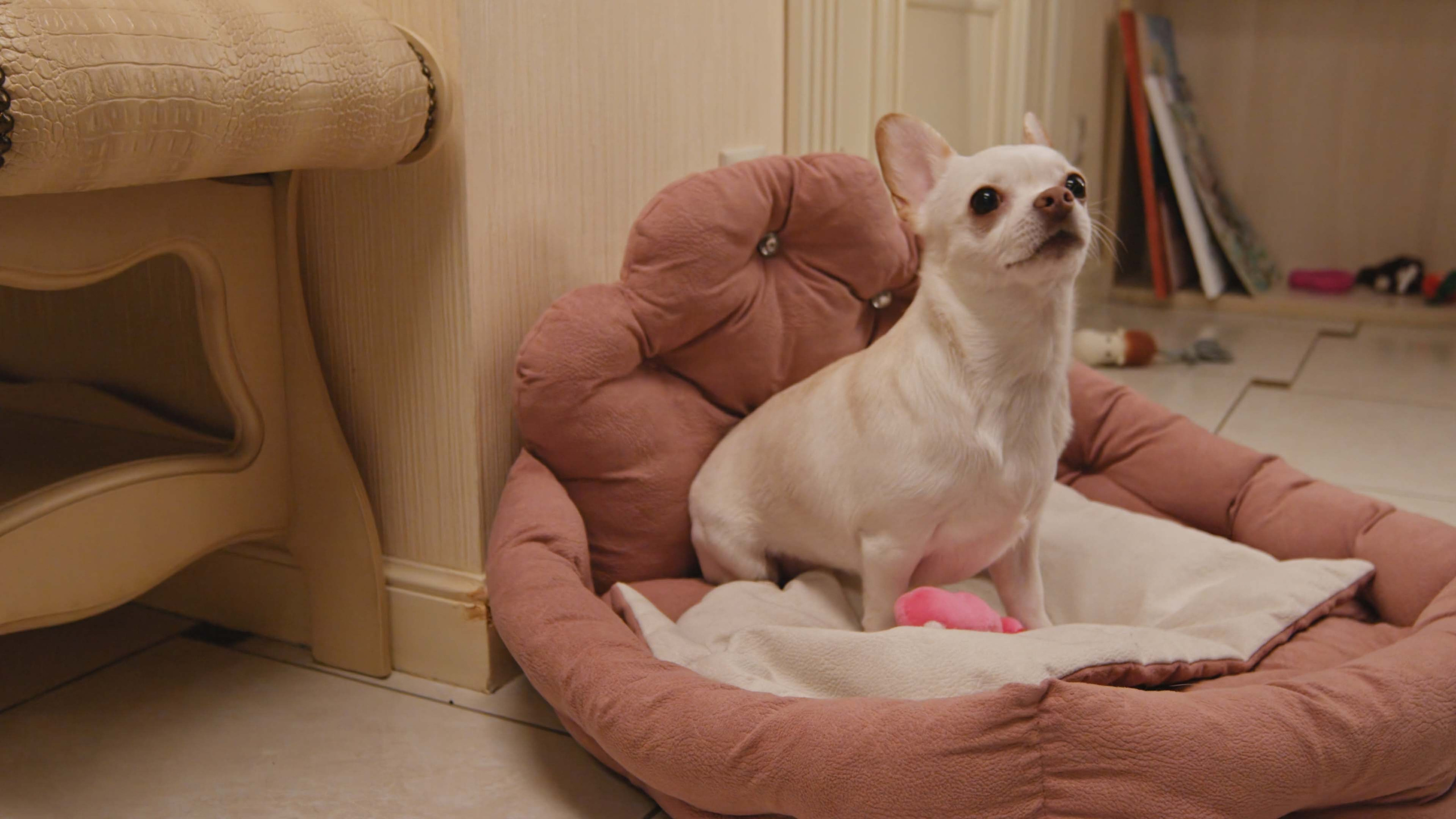 Короткометражный фильм о четвероногом друге. Цветокоррекция видео