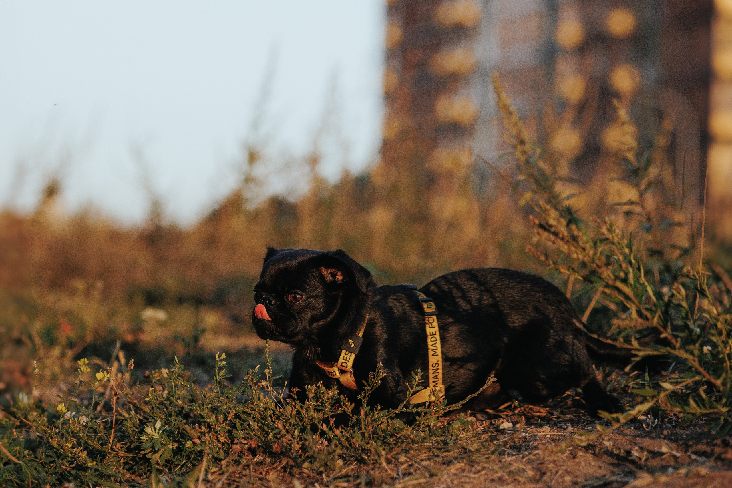 Закатная съемка с собакой. Анастасия Белаш