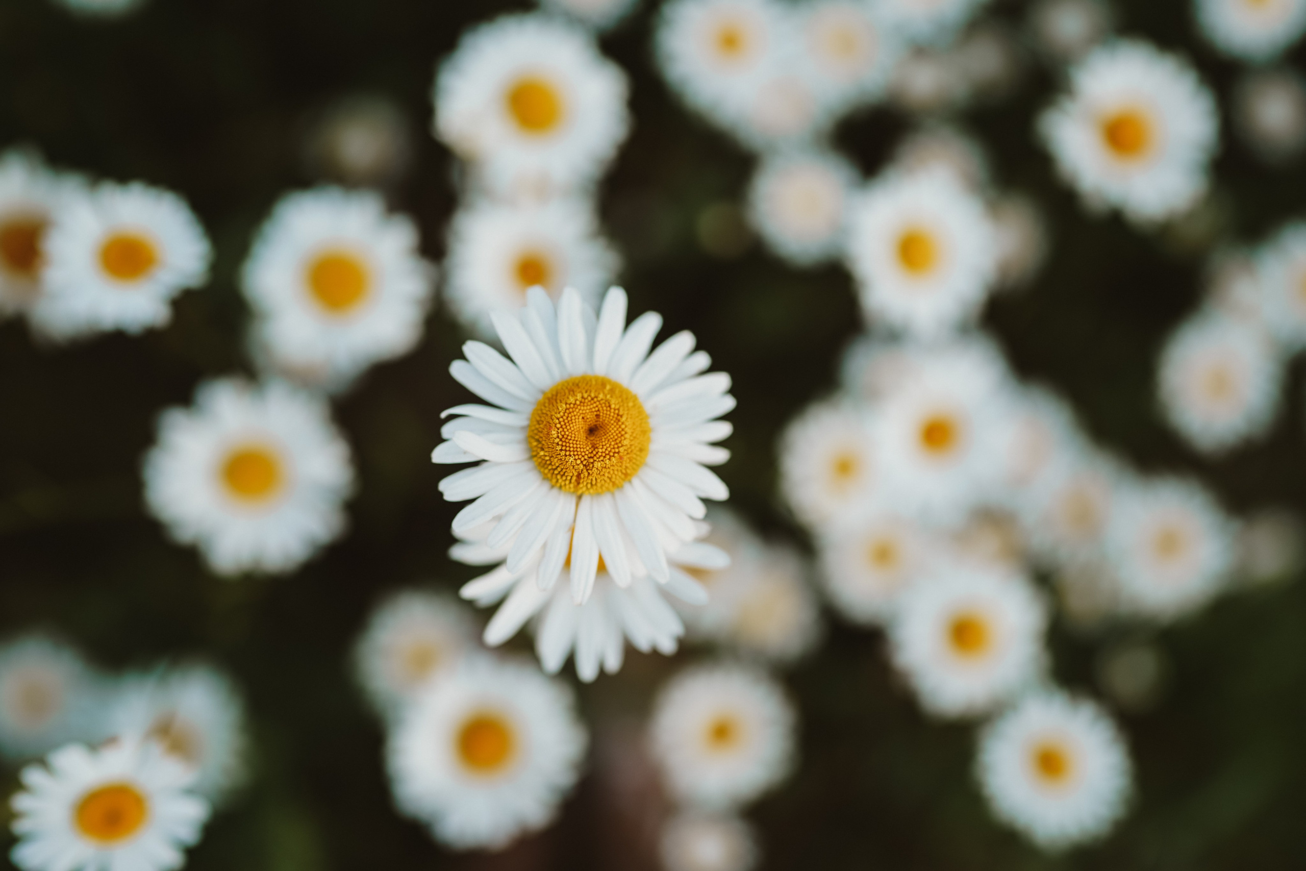 Аня и Даша в ромашках. Семейный и детский фотограф в Москве (Тинао) Галкина Алевтина