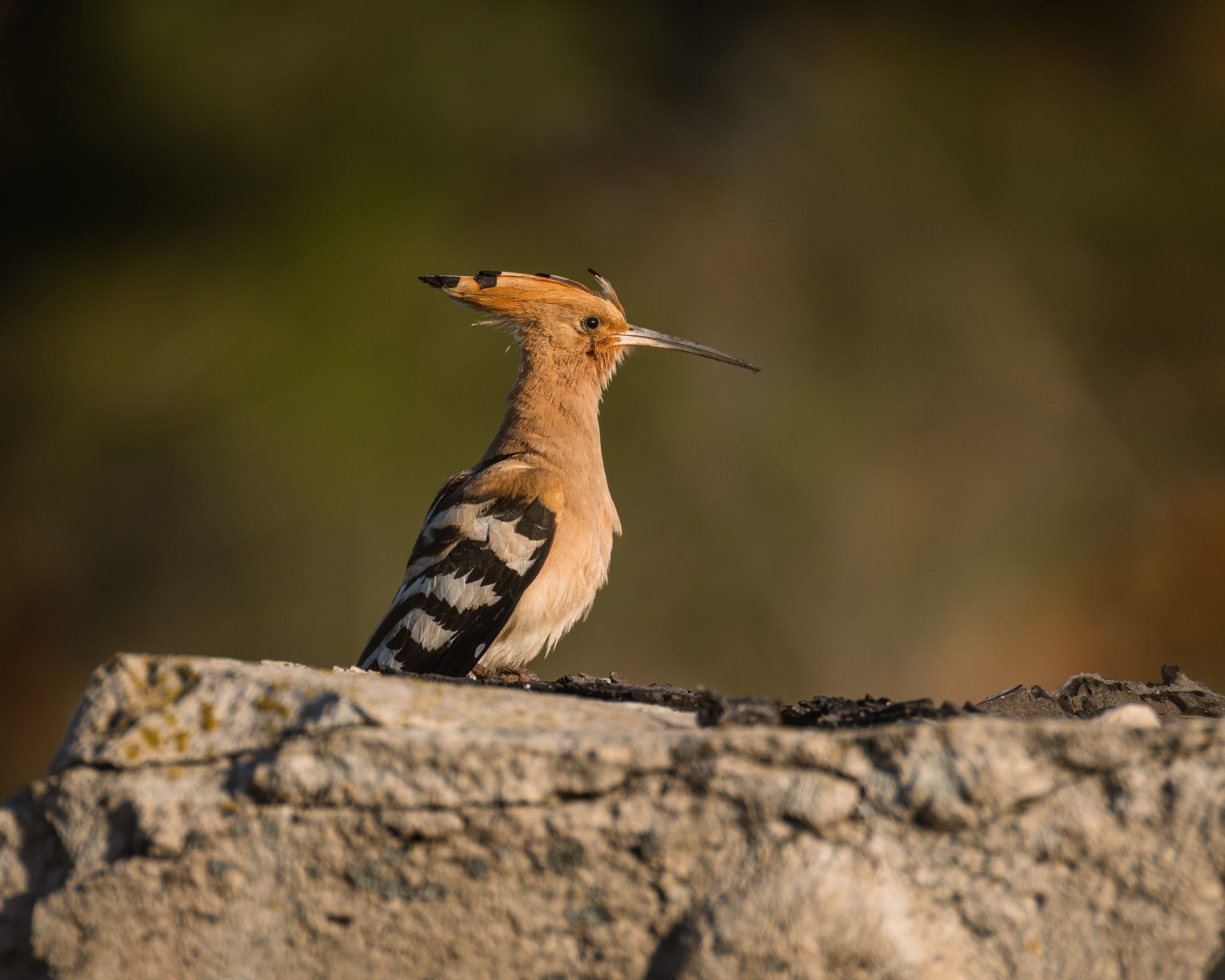 Voronezh 2026. Anton Chernov | Wildlife photographer