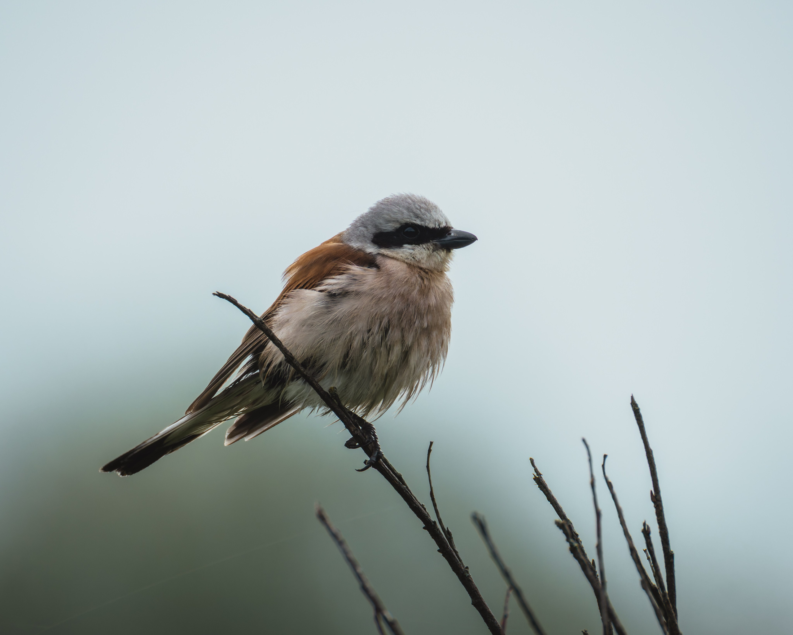 Lipetsk 2025. Anton Chernov | Wildlife photographer