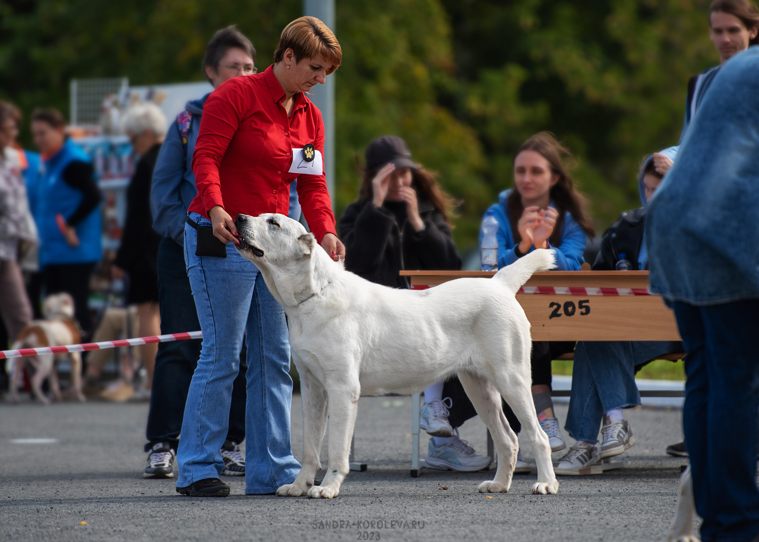 Выставка собак Тюмень 02.09.2023. Дог-фотограф в Тюмени Александра Королева