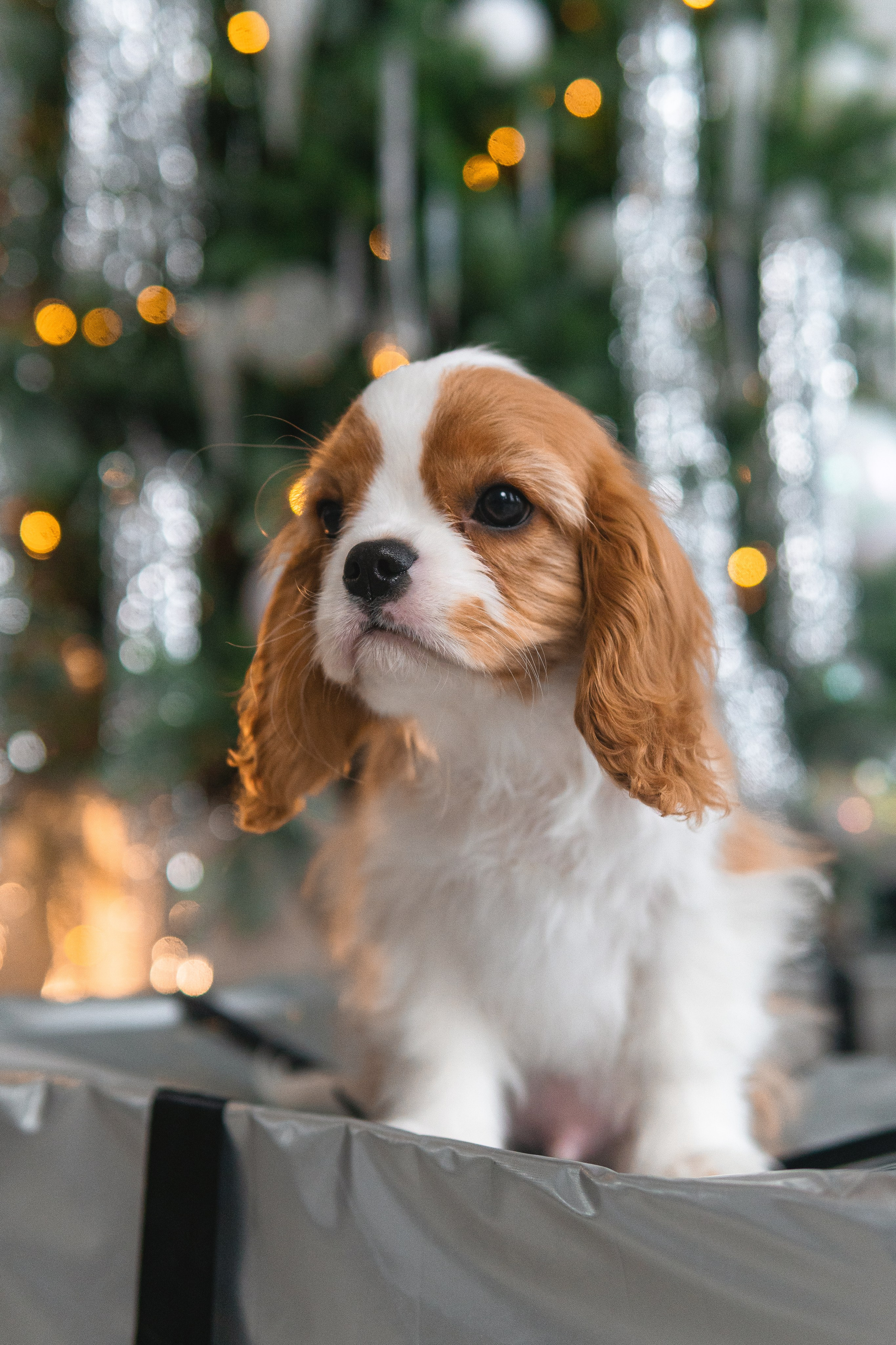 Belle Destino (питомник): новогодняя история. Портретный и репортажный фотограф в Воронеже: Анастасия Пузикова