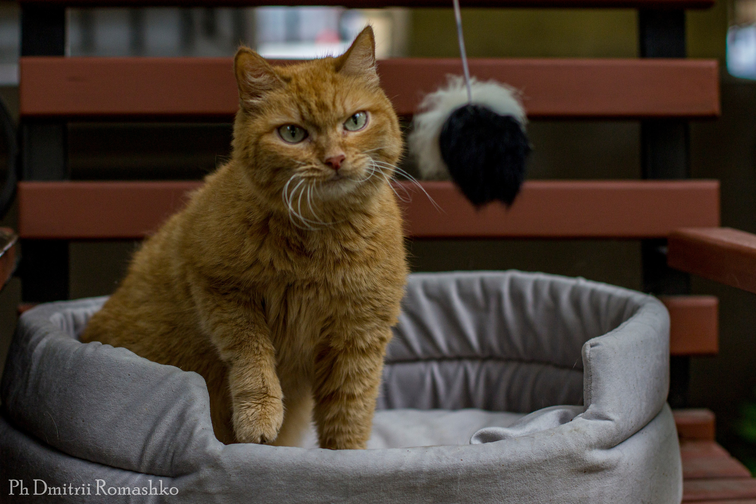 Анималистка. Фотограф Дмитрий Ромашко