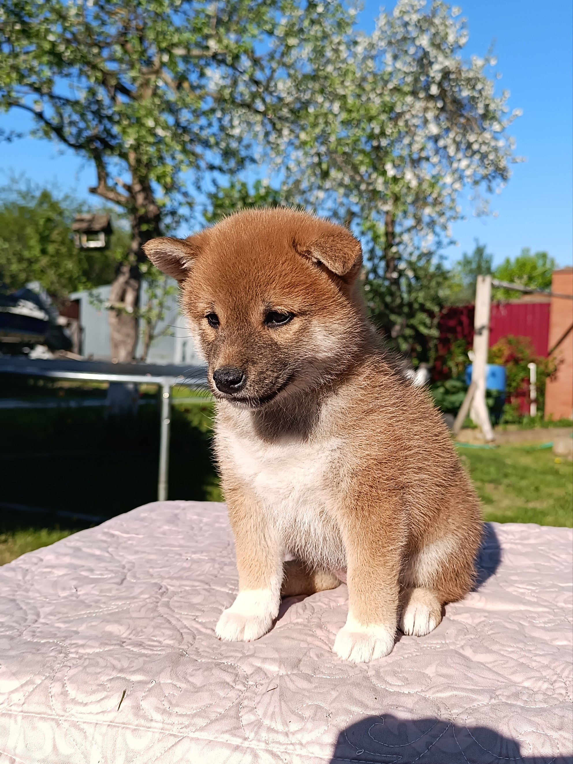 Сиба Rubylight Fumiko питомник Рубилайт