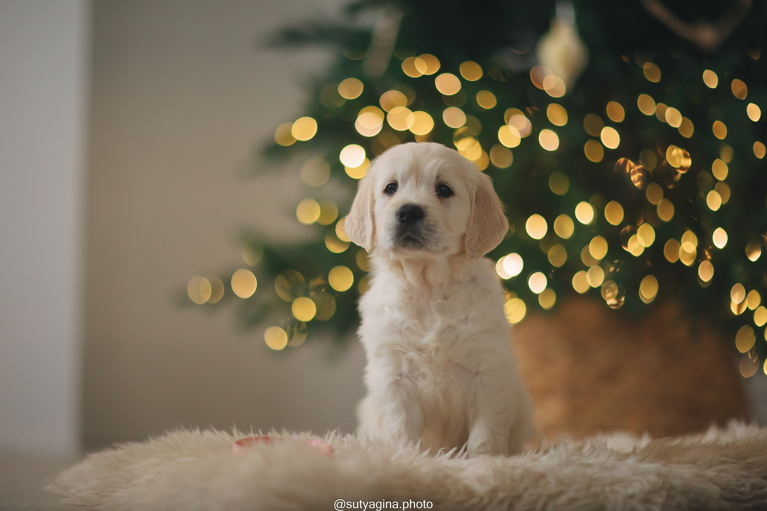 Белая лента. Свадебный и женский фотограф