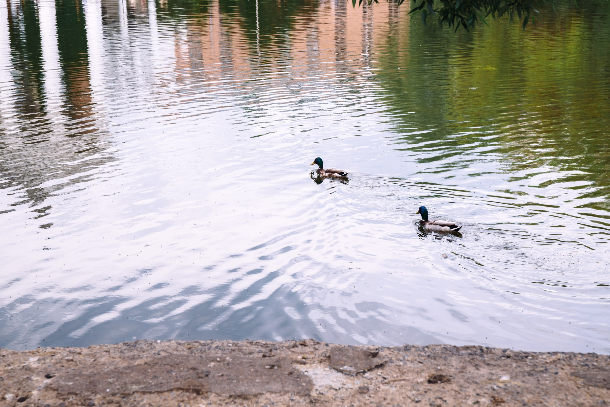 Love Story — Александра и Антон. Фотограф в Москве и Московской области (Ю-В) Олеся Макарова